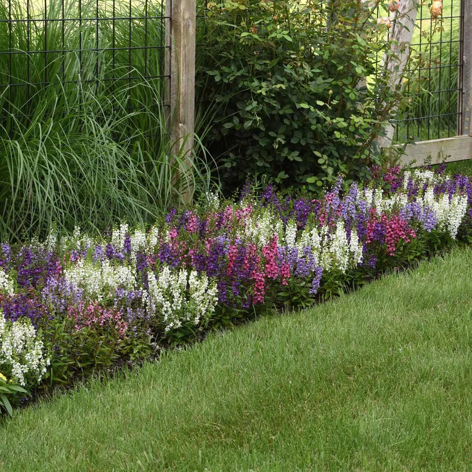 bulk-angelonia-seeds-serena-mix Bulk Angelonia Seeds - Serena Mix
