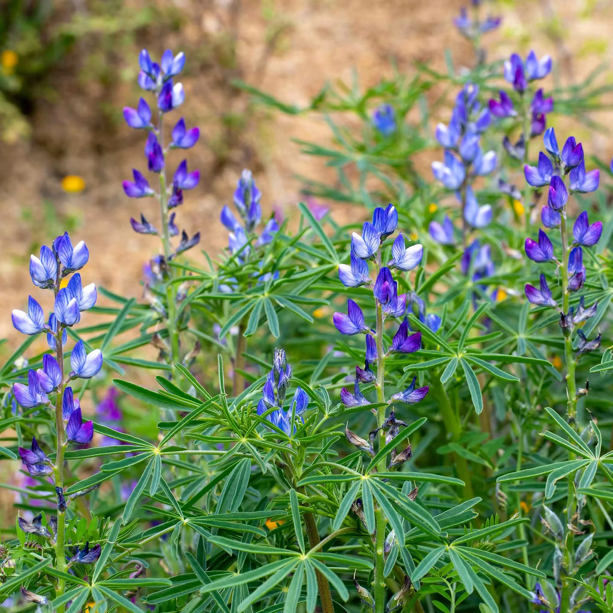 bulk-annual-lupine-seeds-blue Bulk Annual Lupine Seeds - Blue