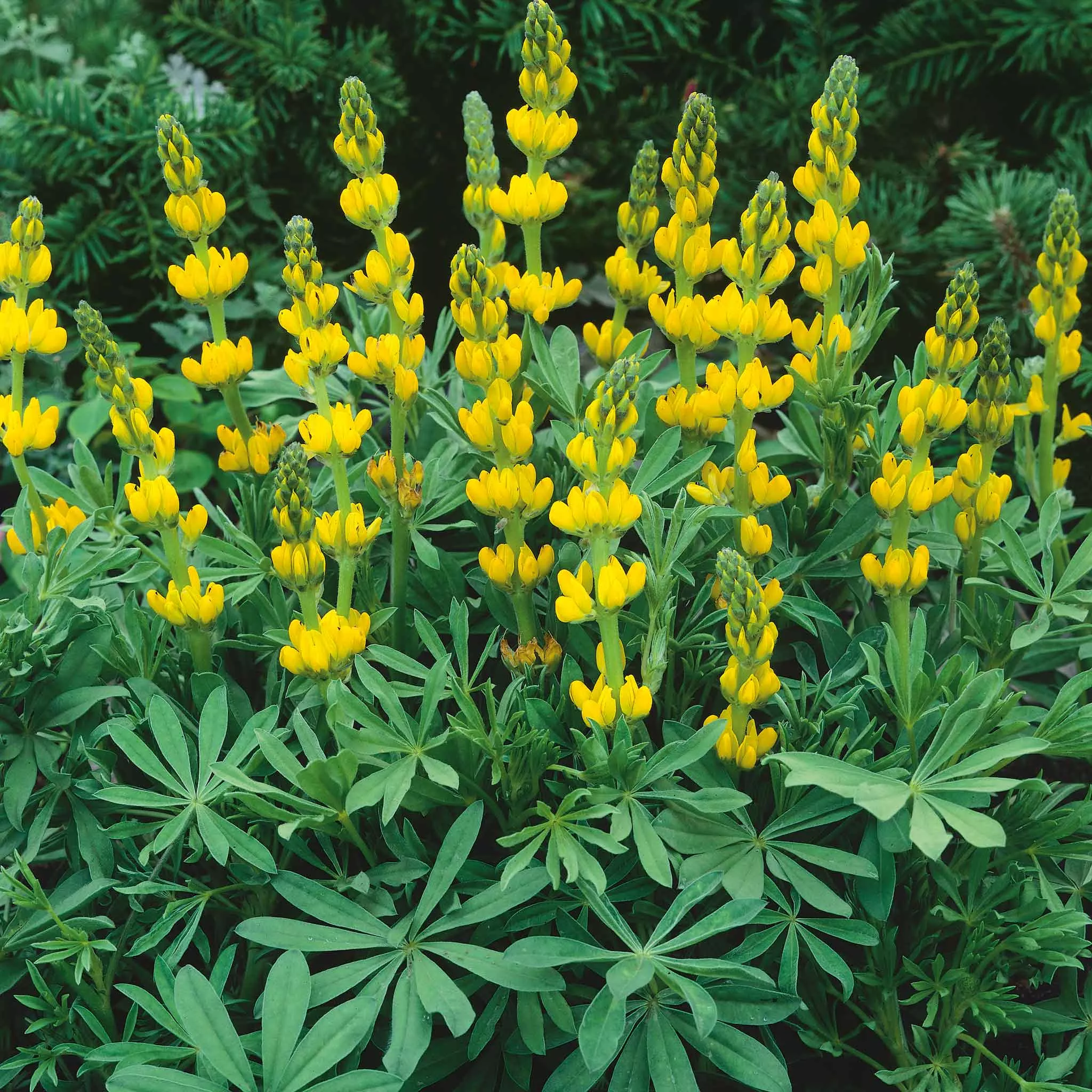 bulk-annual-lupine-seeds-golden-yellow Bulk Annual Lupine Seeds - Golden Yellow