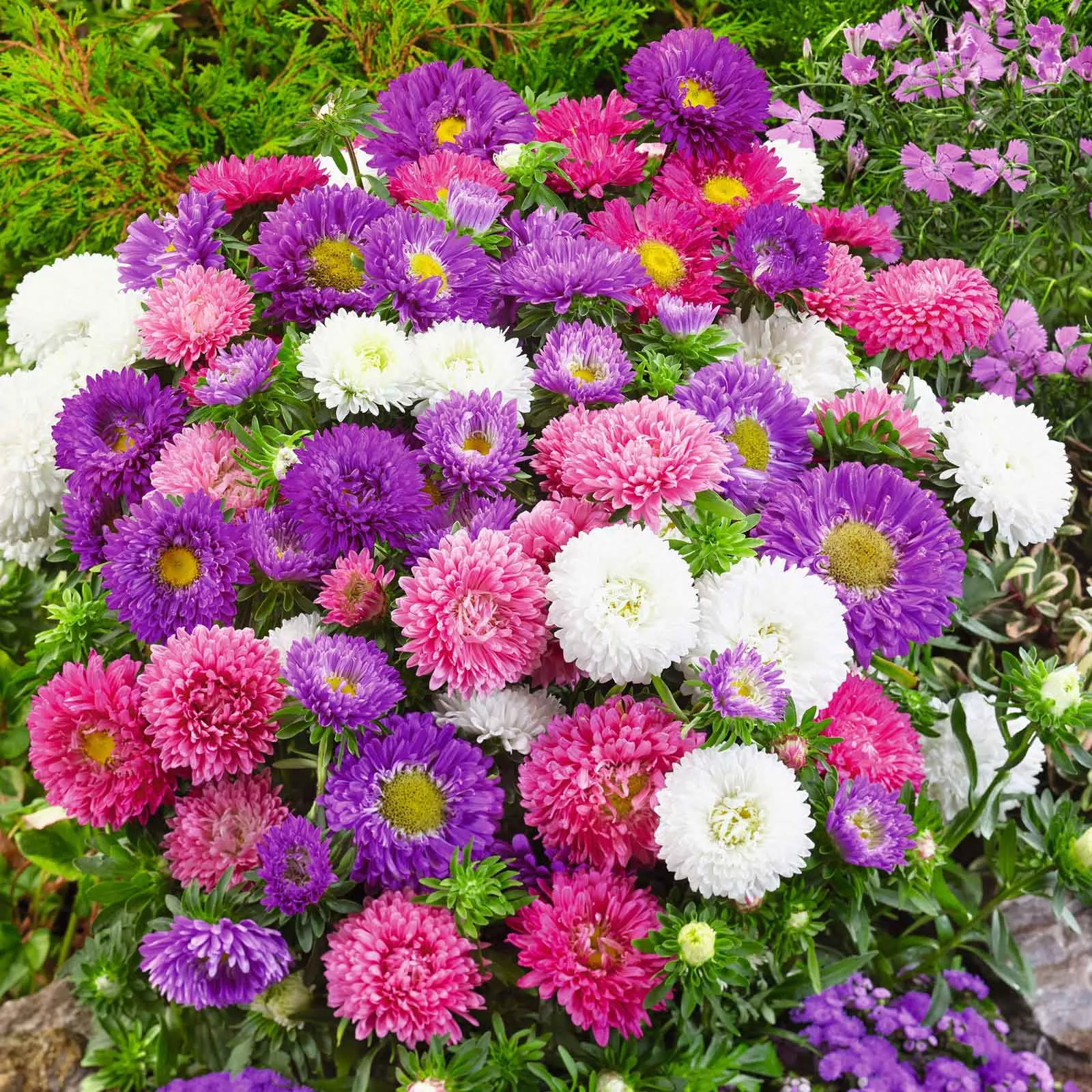 bulk-aster-seeds-dwarf-colour-carpet-mix Bulk Aster Seeds (Dwarf) - Colour Carpet Mix