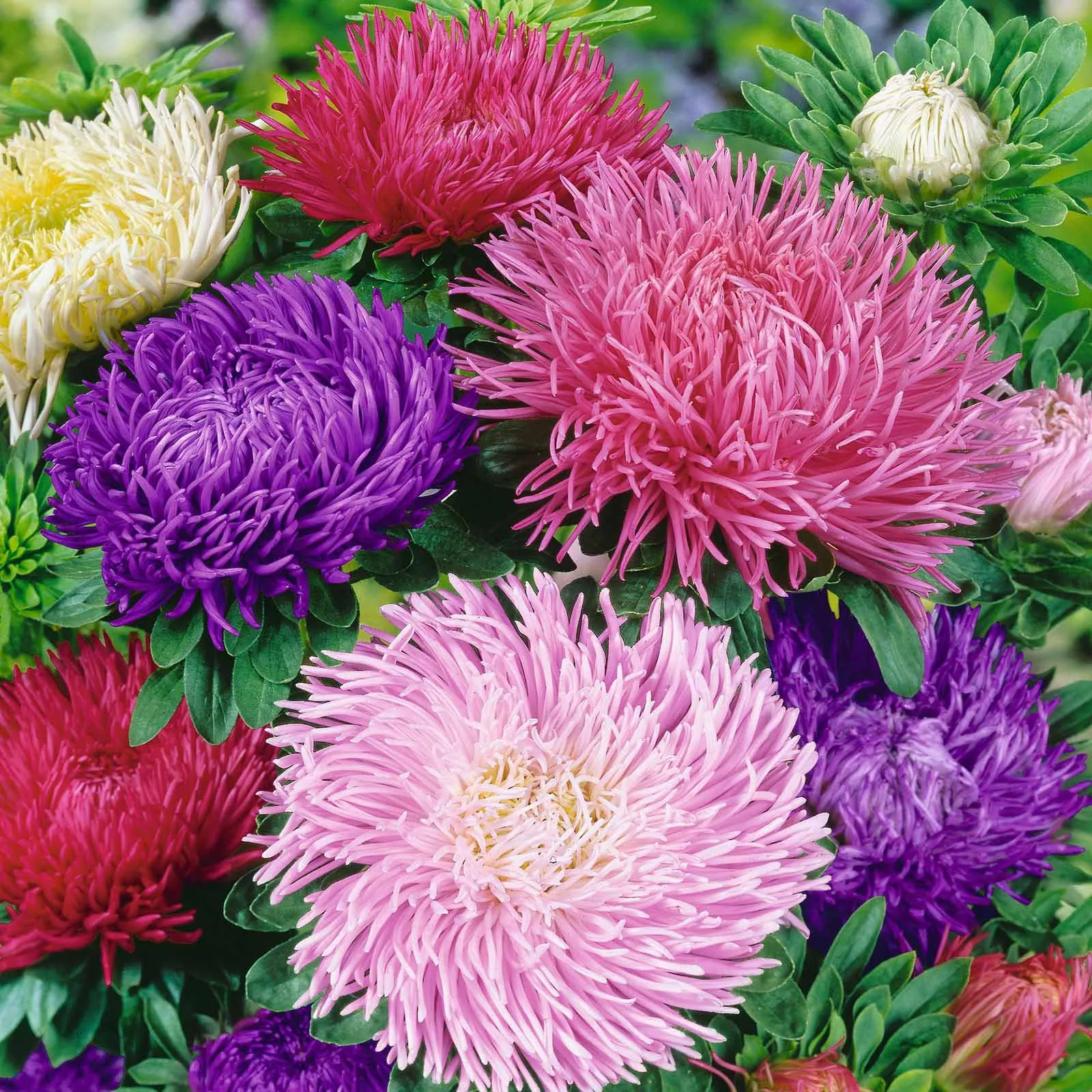 bulk-aster-seeds-gremlin-double-mix Bulk Aster Seeds - Gremlin Double Mix