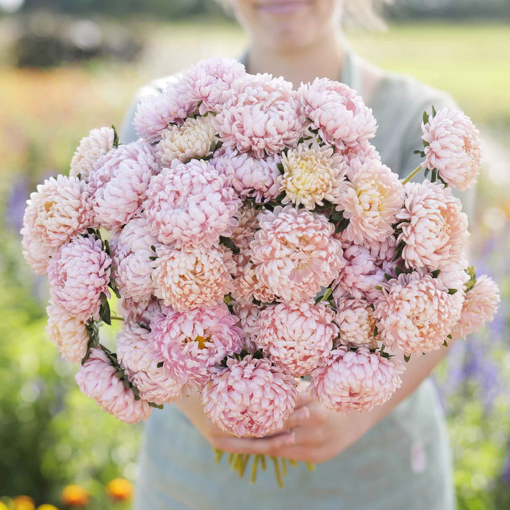 bulk-aster-seeds-peony-duchess-apricot Bulk Aster Seeds (Peony Duchess) - Apricot