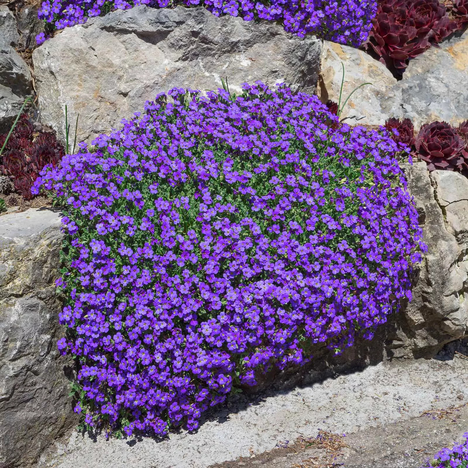 bulk-aubrieta-seeds-whitewell-gem Bulk Aubrieta Seeds - Whitewell Gem