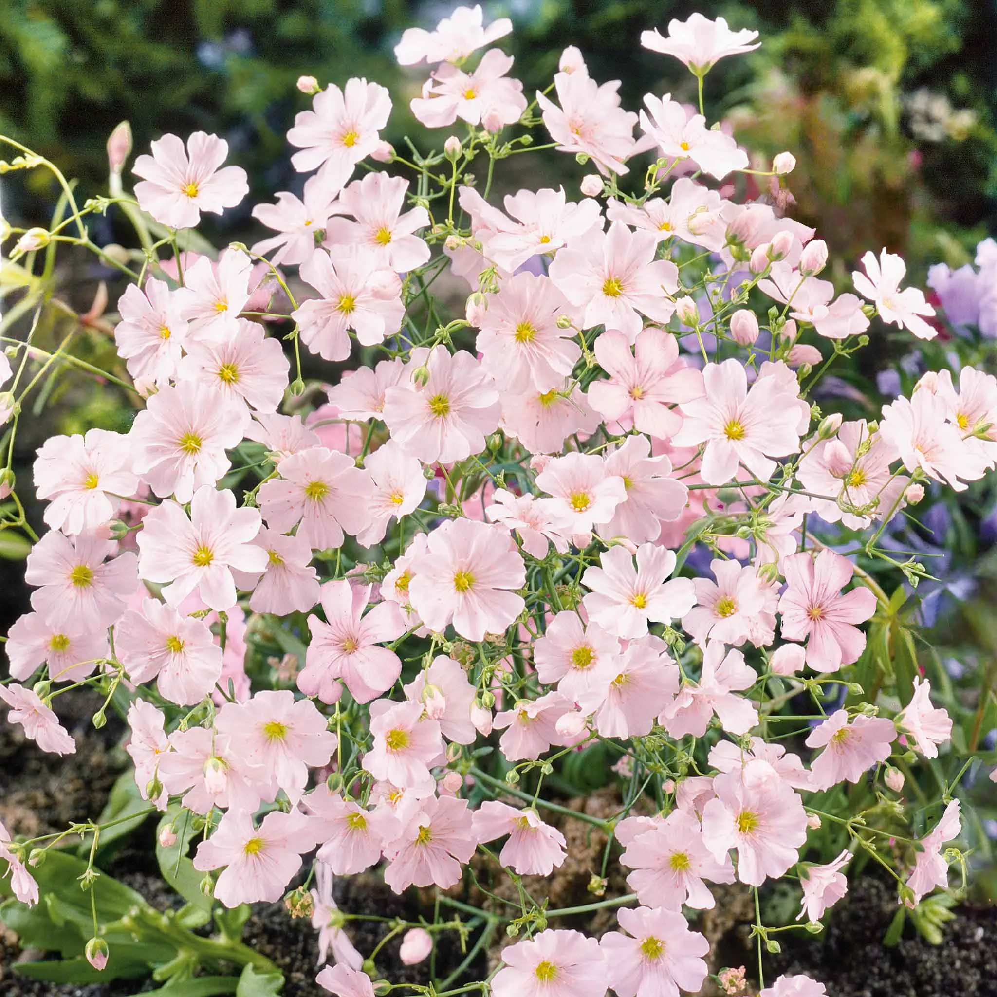 Bulk Babys Breath Seeds (Annual) - Pink