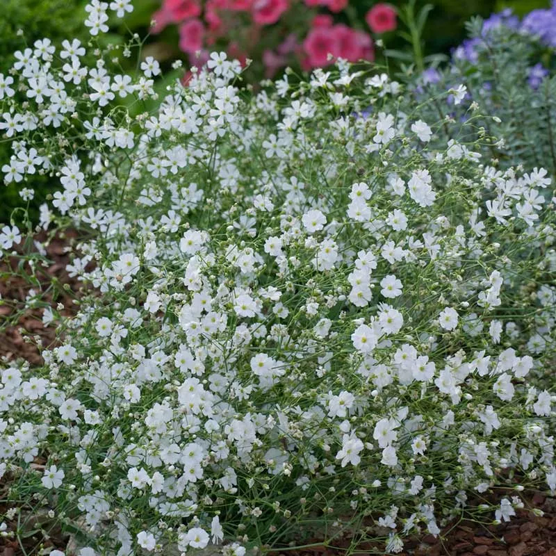bulk-babys-breath-seeds-annual Bulk Babys Breath Seeds (Annual)
