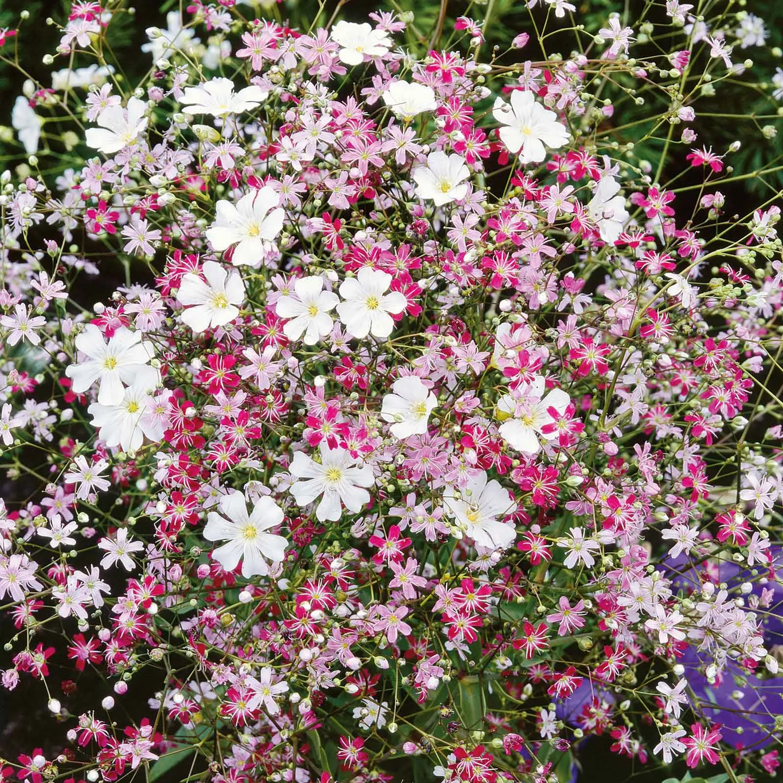 bulk-babys-breath-seeds-mixed Bulk Babys Breath Seeds - Mixed