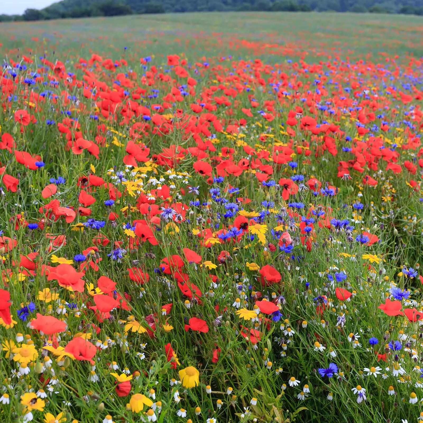 bulk-back-to-basics-flower-seed-mix Bulk Back to Basics Flower Seed Mix