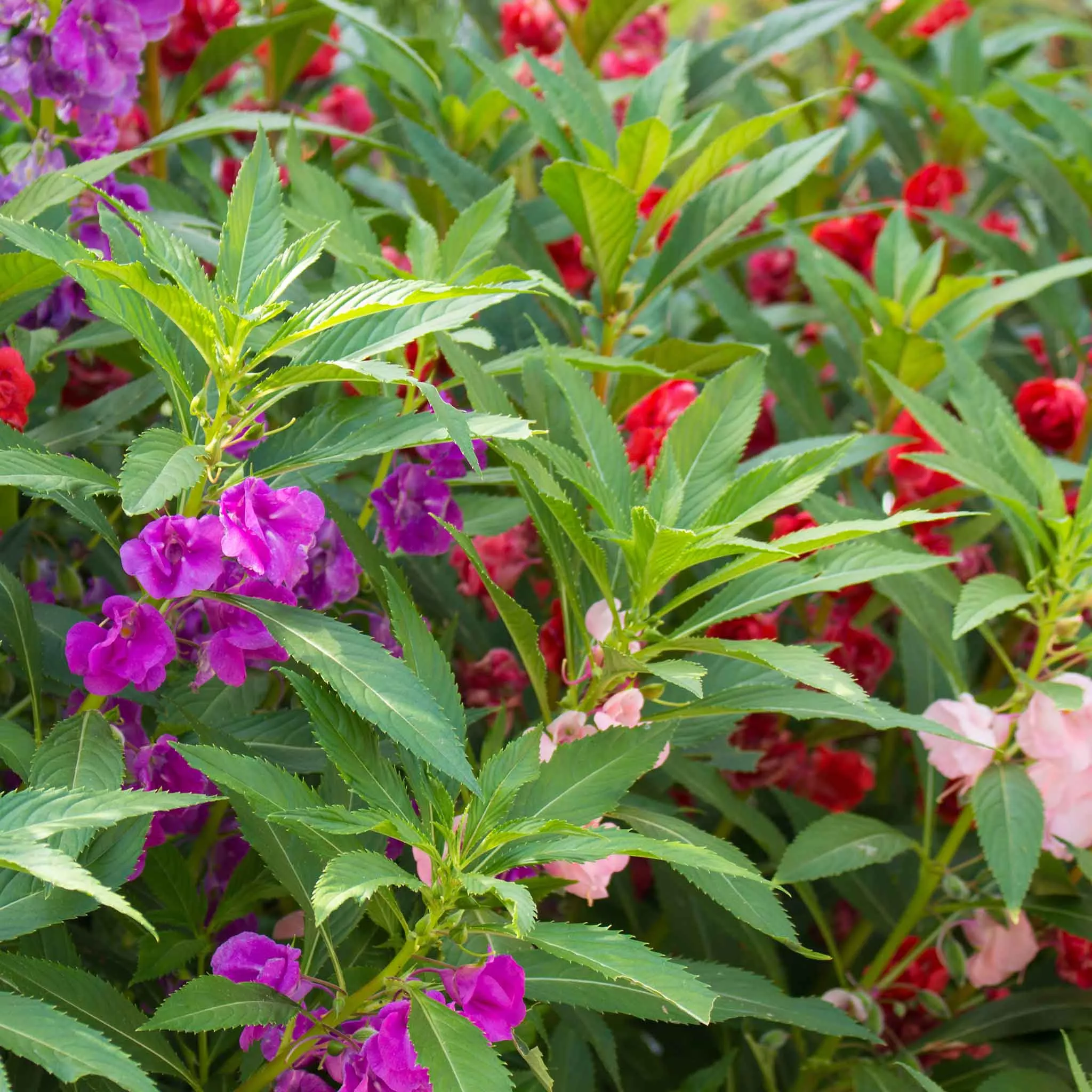 bulk-balsam-seeds-impatiens Bulk Balsam Seeds - Impatiens