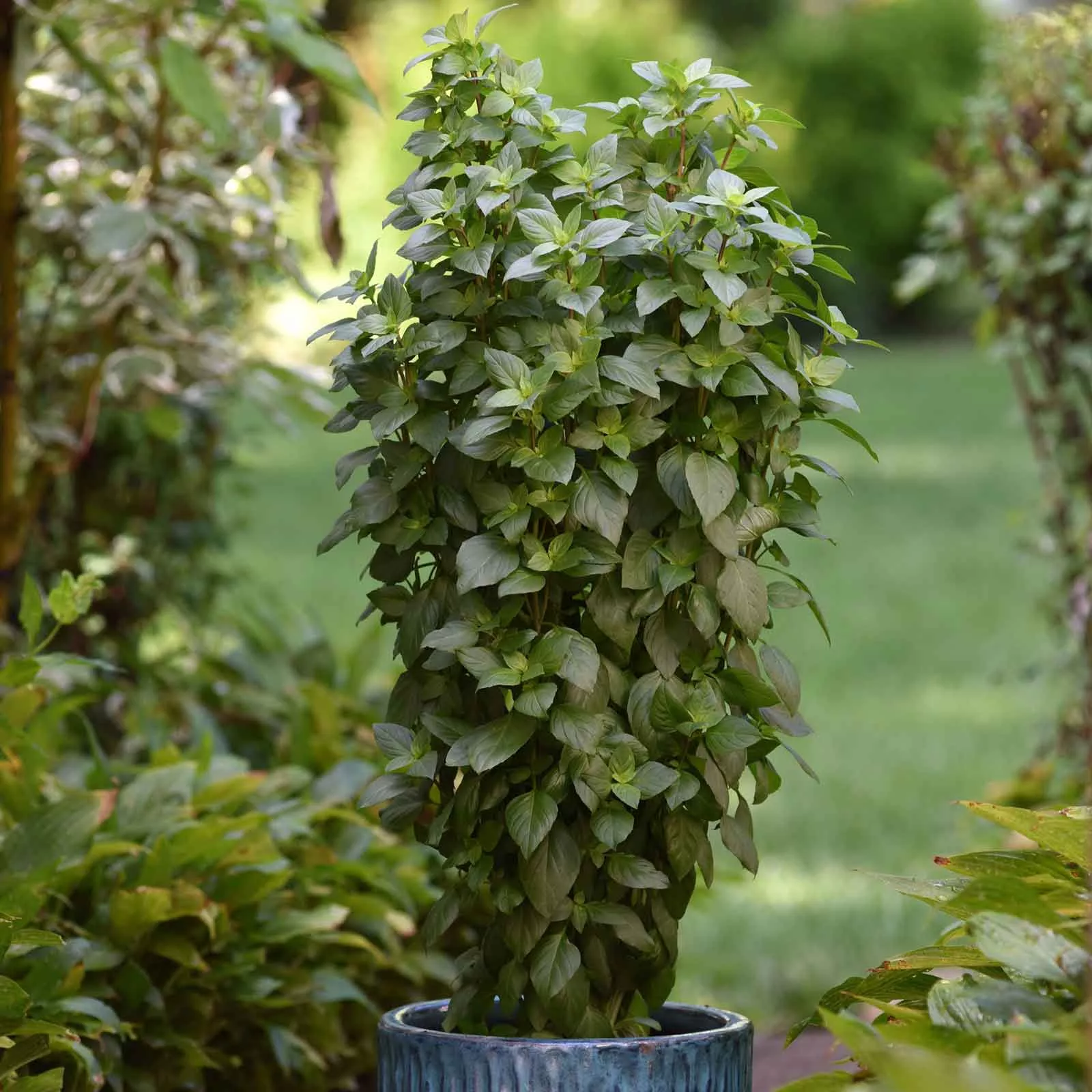 bulk-basil-seeds-everleaf-thai-tower Bulk Basil Seeds - Everleaf Thai Tower
