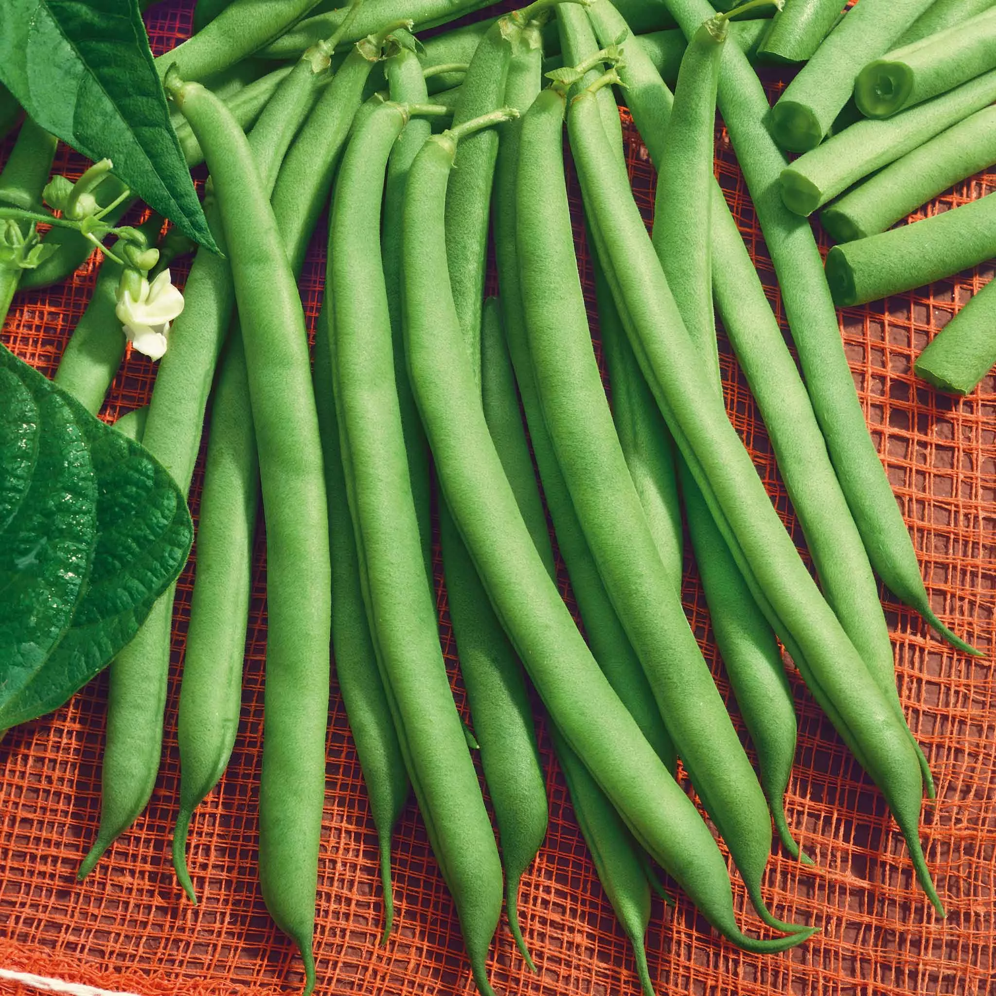 bulk-bean-seeds-bush-harvester Bulk Bean Seeds (Bush) - Harvester