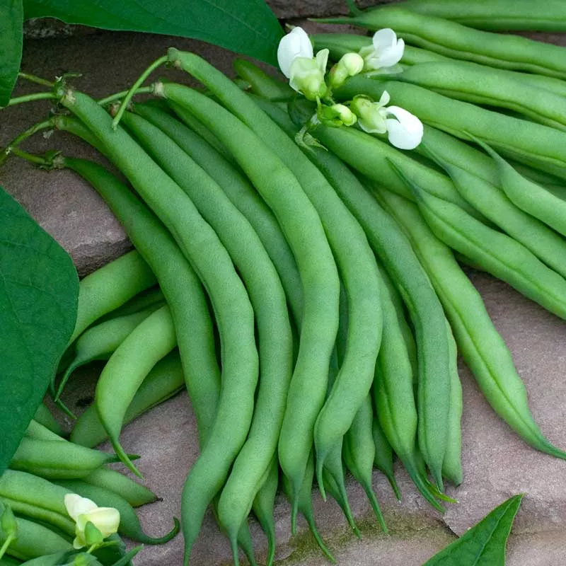 bulk-bean-seeds-bush-kentucky-wonder-125 Bulk Bean Seeds (Bush) - Kentucky Wonder 125