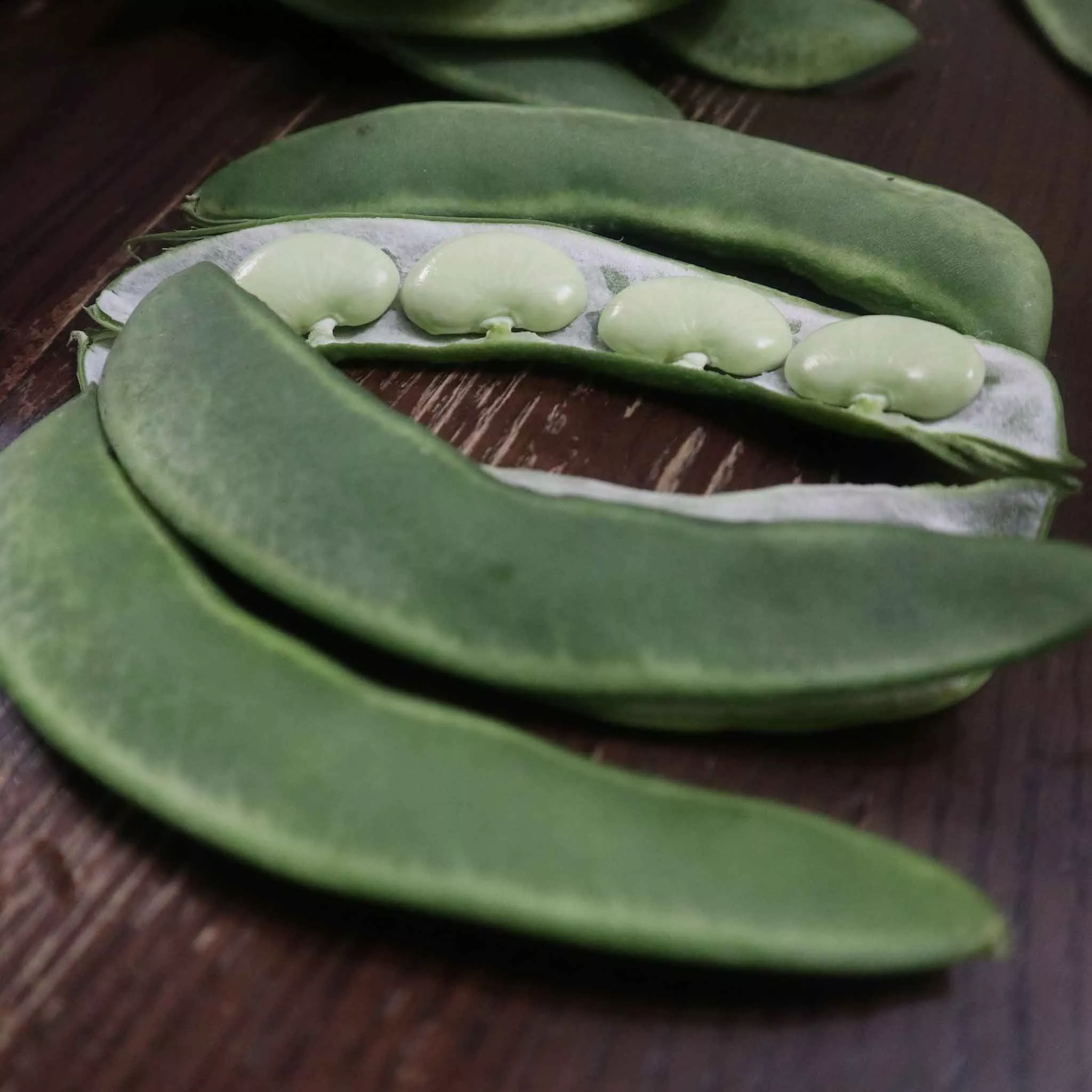 Bulk Bean Seeds (Bush Lima) - Burpee Improved