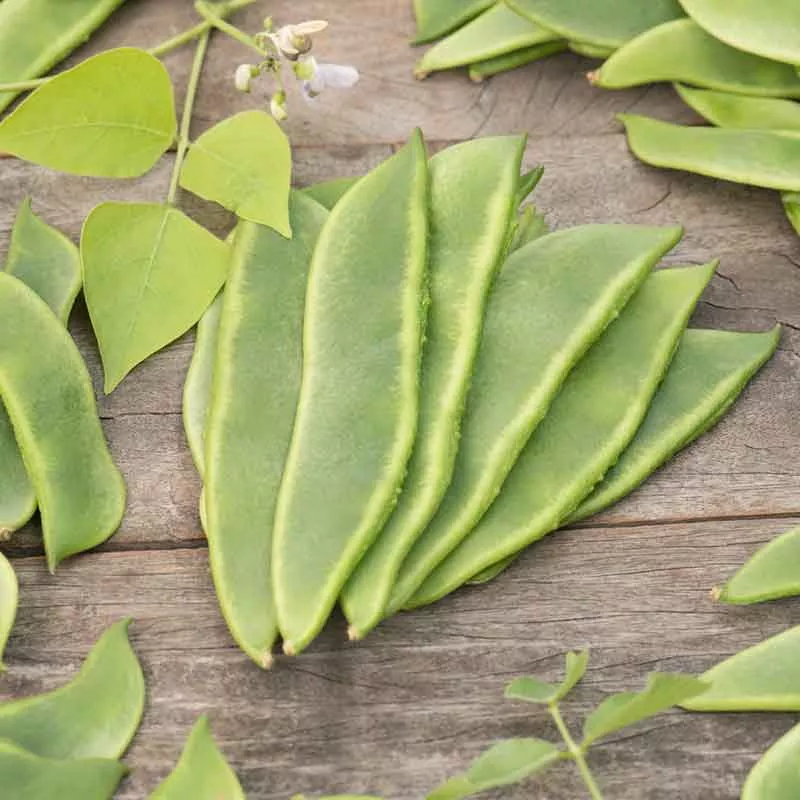 Bulk Bean Seeds (Bush Lima) - Fordhook 242