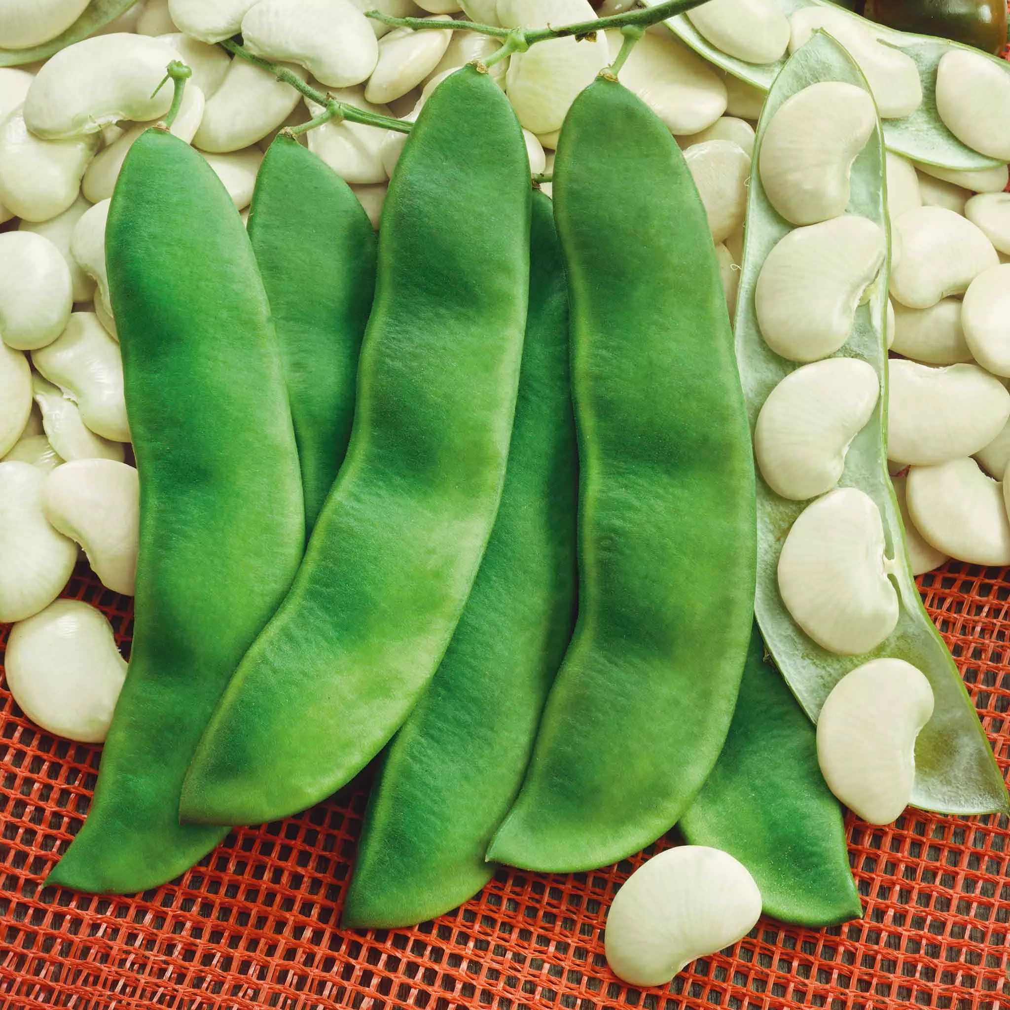 bulk-bean-seeds-bush-lima-henderson Bulk Bean Seeds (Bush Lima) - Henderson