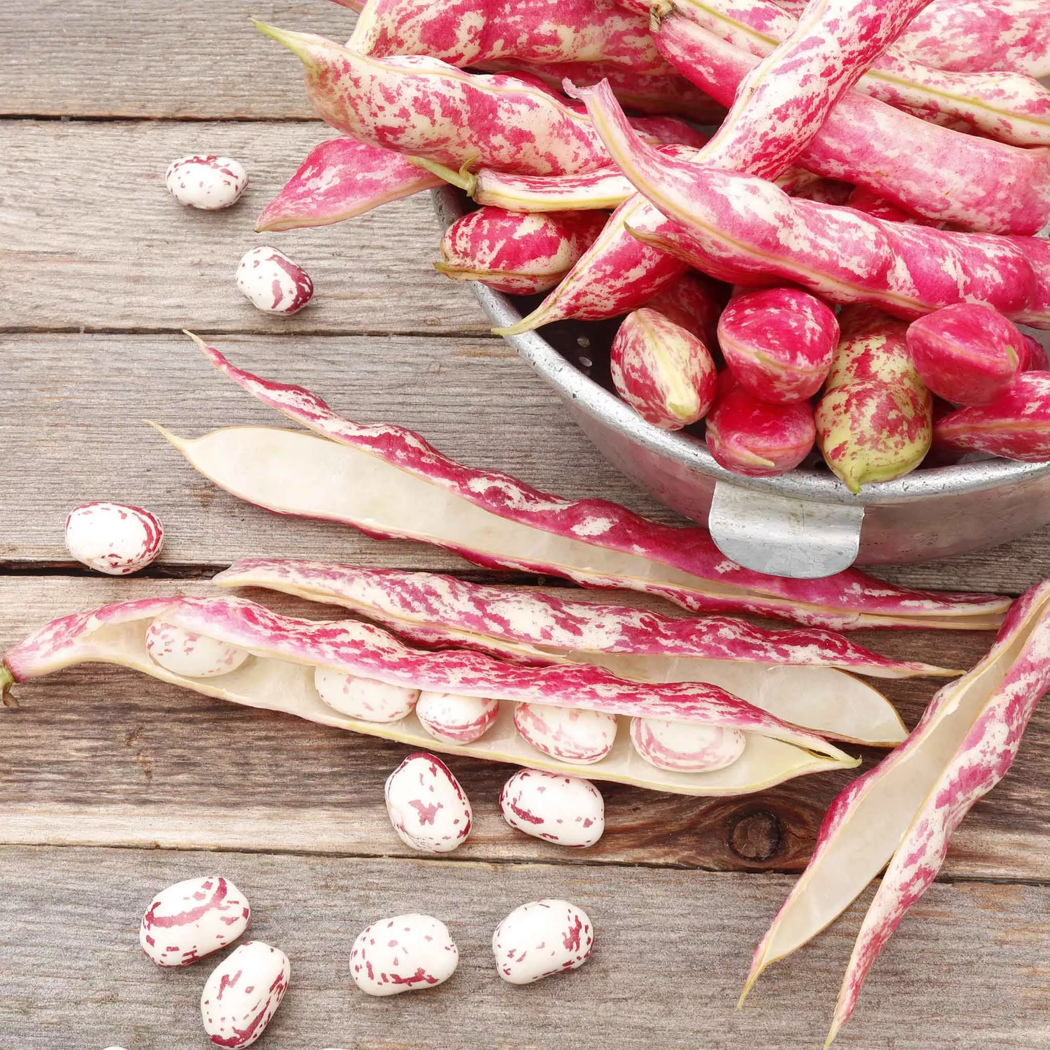 bulk-bean-seeds-bush-taylor-dwarf-horticultural Bulk Bean Seeds (Bush) - Taylor Dwarf Horticultural