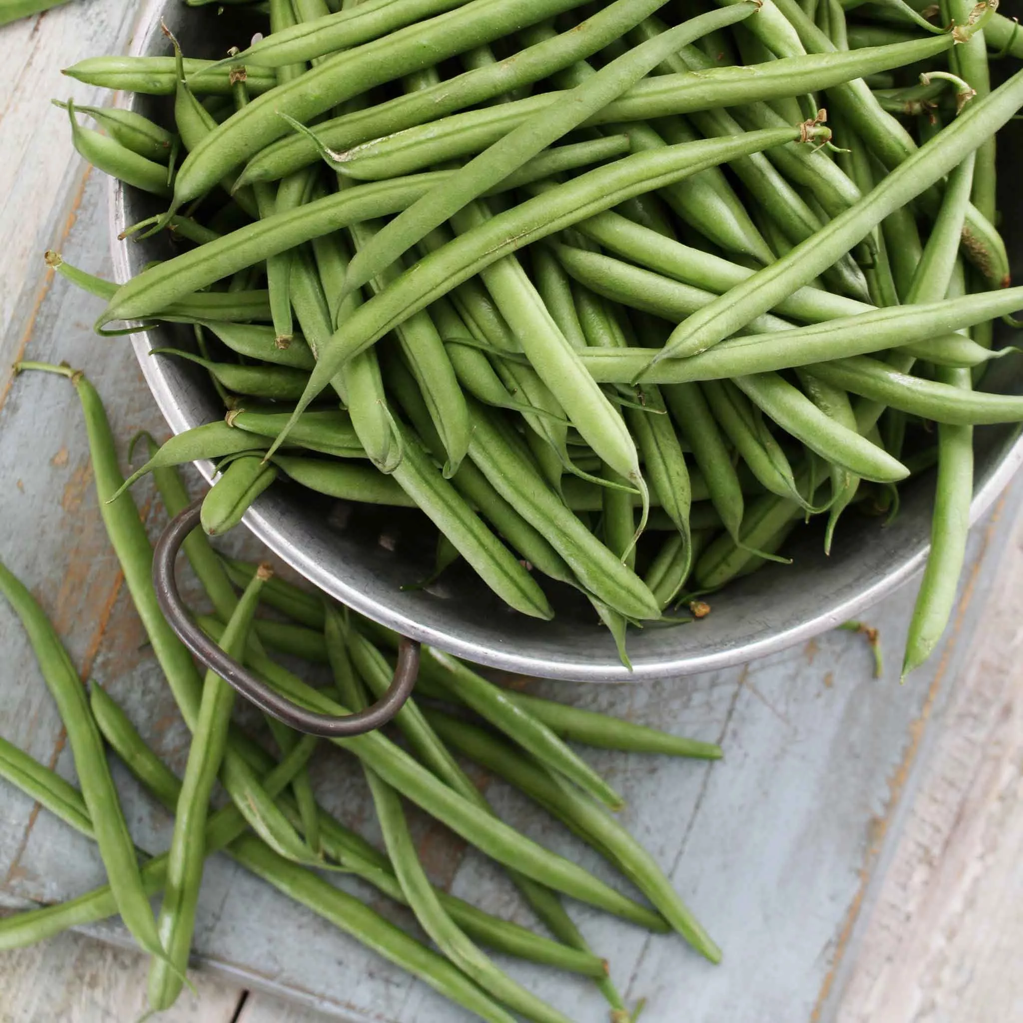 bulk-bean-seeds-bush-tenderette Bulk Bean Seeds (Bush) - Tenderette