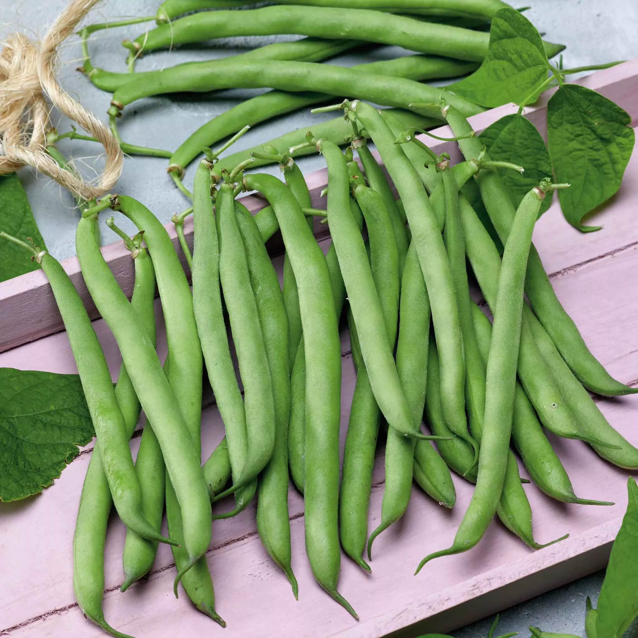 bulk-bean-seeds-bush-tendergreen Bulk Bean Seeds (Bush) - Tendergreen