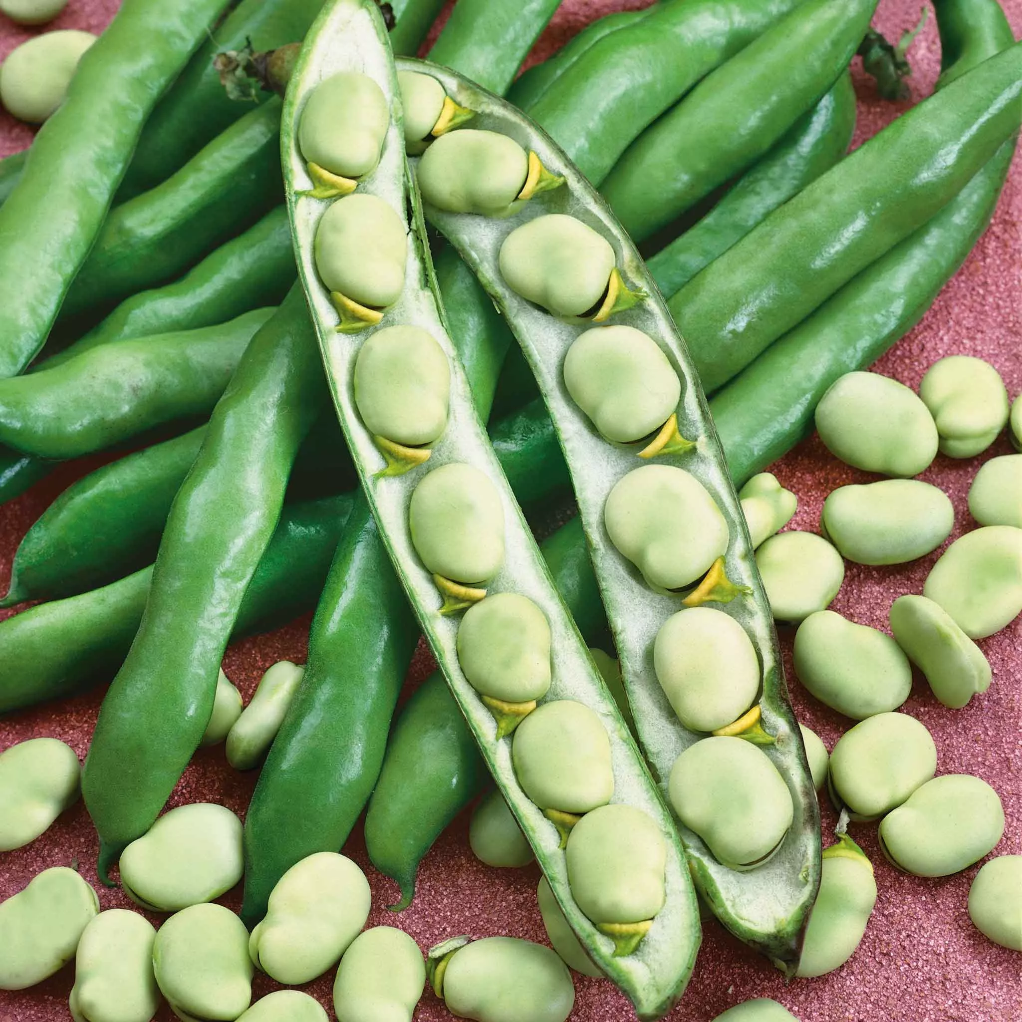 bulk-bean-seeds-fava-broad-windsor Bulk Bean Seeds (Fava) - Broad Windsor