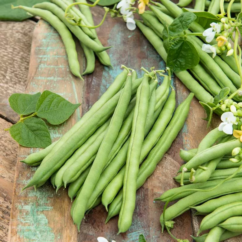 bulk-bean-seeds-pole-blue-lake-fm1k Bulk Bean Seeds (Pole) - Blue Lake FM1K
