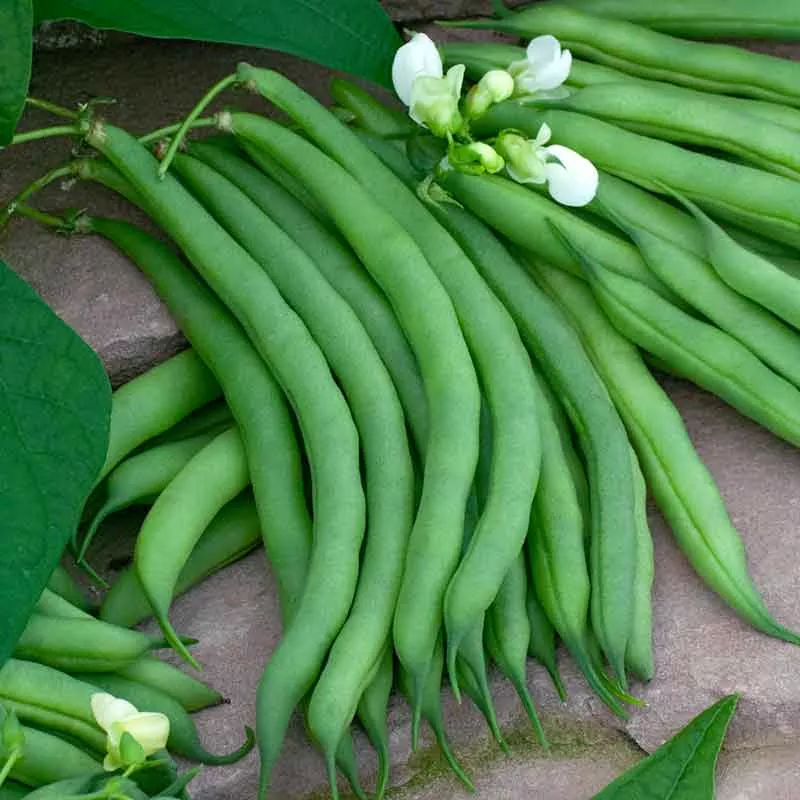 bulk-bean-seeds-pole-kentucky-wonder-brown Bulk Bean Seeds (Pole) - Kentucky Wonder Brown