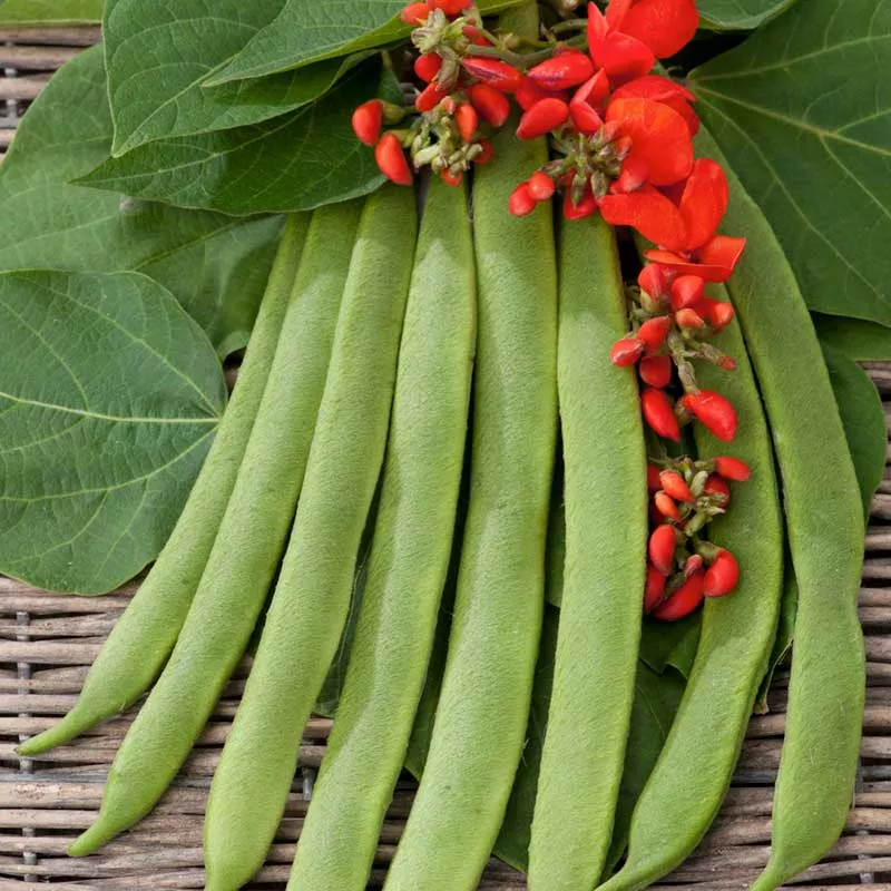 bulk-bean-seeds-runner-scarlet-emperor Bulk Bean Seeds (Runner) - Scarlet Emperor
