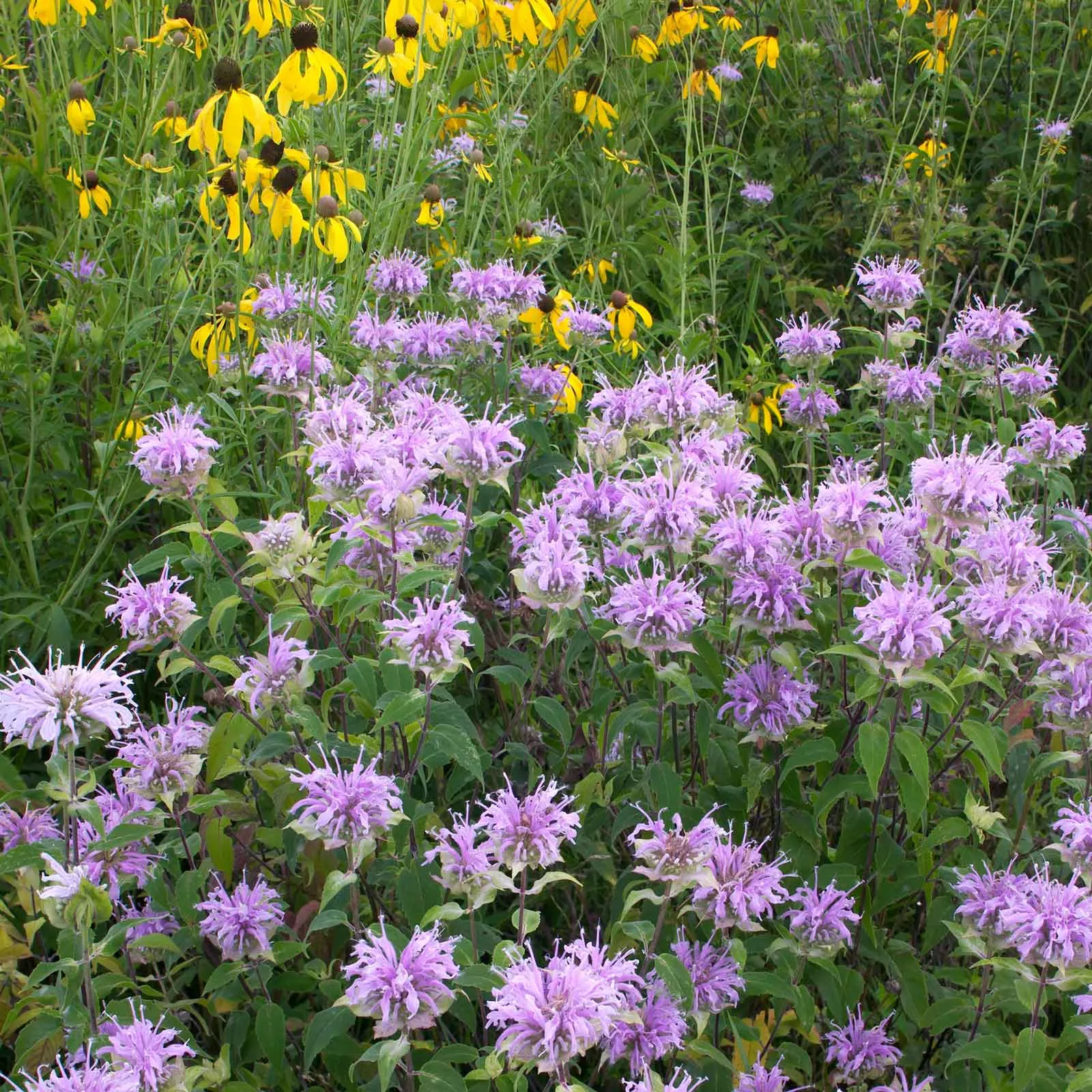 bulk-bee-balm-wild-bergamot-seeds Bulk Bee Balm/Wild Bergamot Seeds