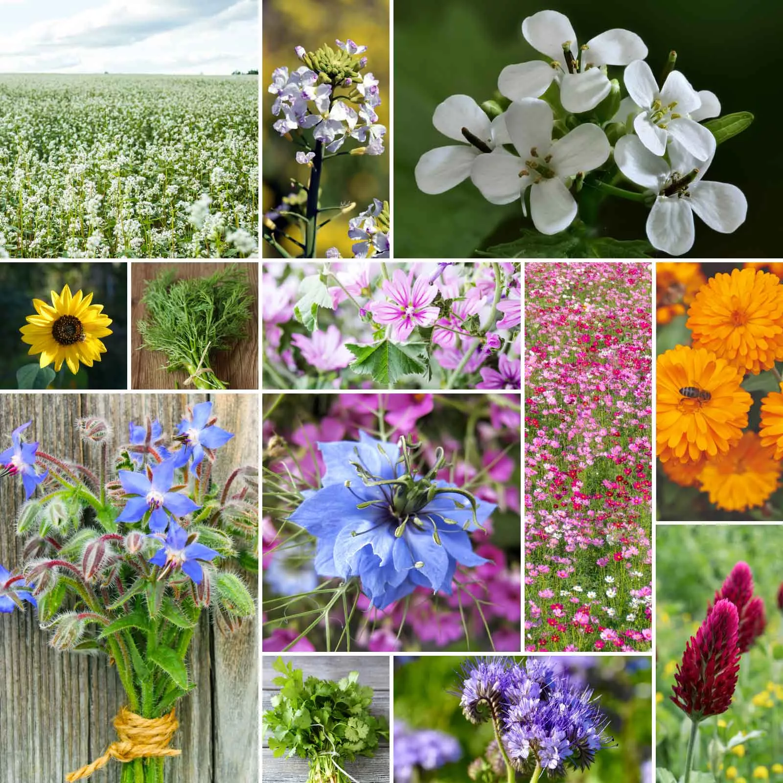 bulk-bee-happy-organic-bee-attractor-wildflower-mix Bulk Bee Happy - Organic Bee Attractor Wildflower Mix