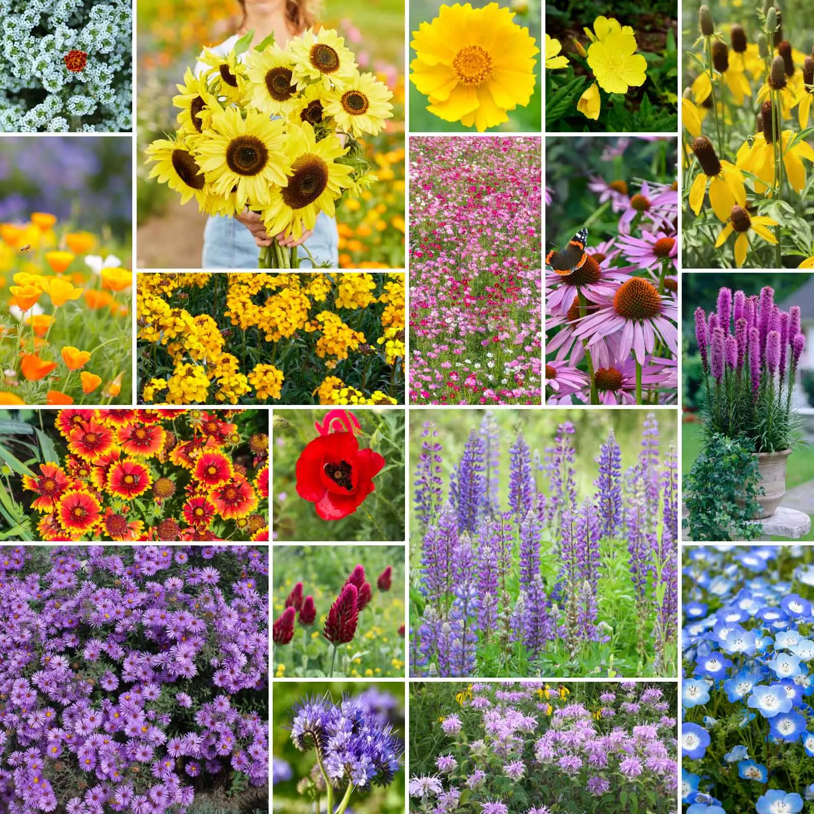 bulk-bees-knees-pollinator-wildflower-seed-mix Bulk The Bees Knees - Pollinator Wildflower Seed Mix