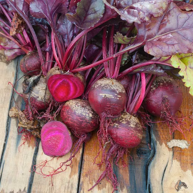 bulk-beet-seeds-bulls-blood Bulk Beet Seeds - Bulls Blood