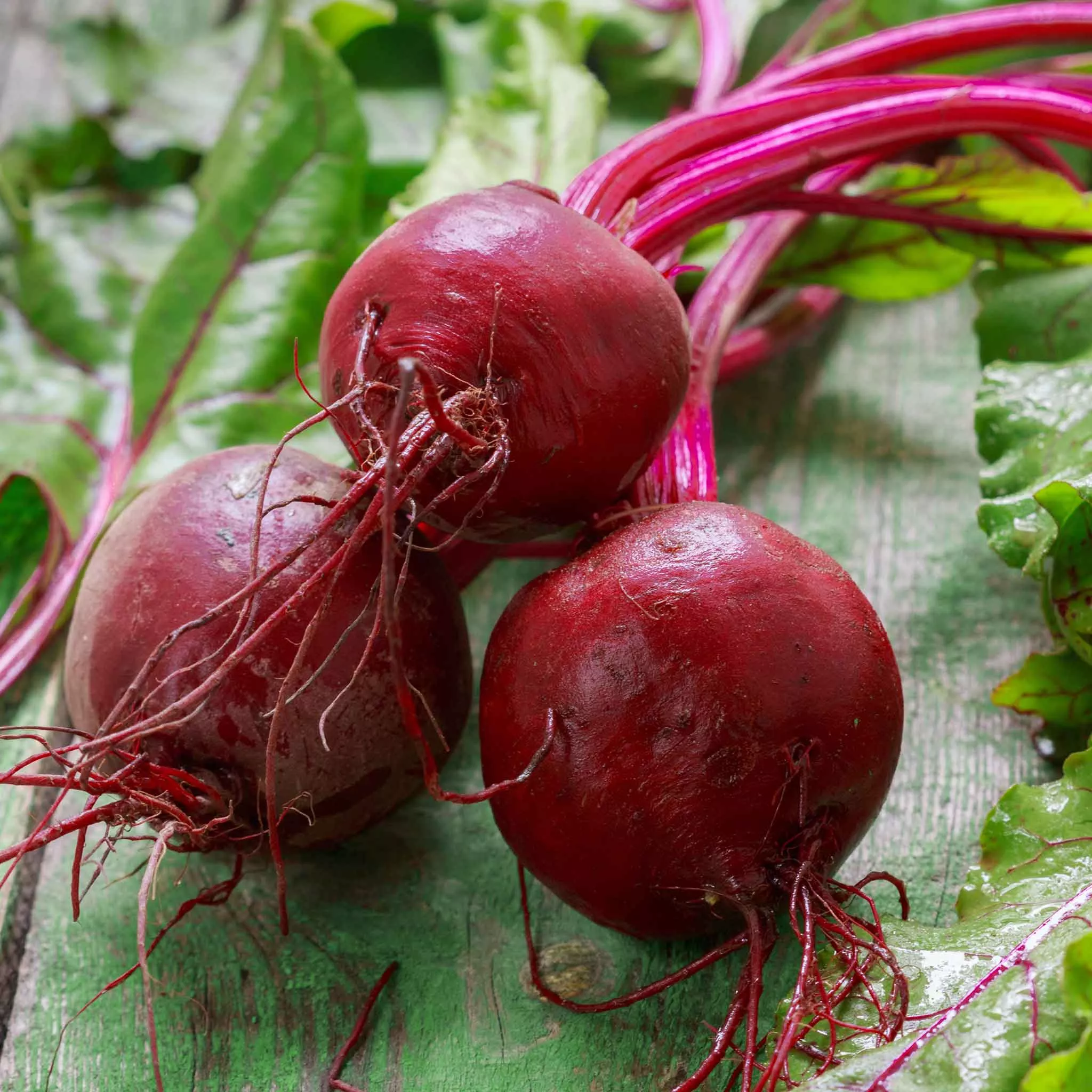bulk-beet-seeds-early-wonder Bulk Beet Seeds - Early Wonder