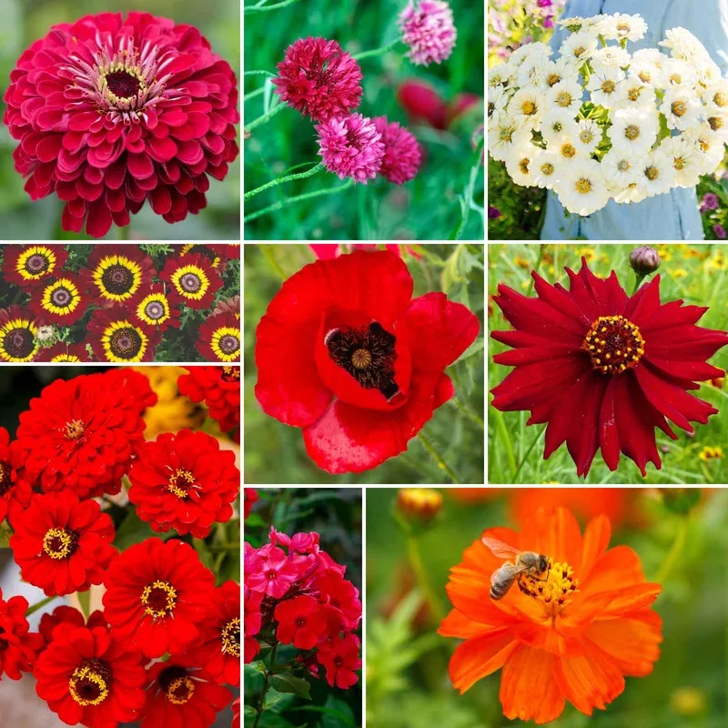bulk-big-red-mix-red-flower-seed-mix Bulk Big Red Mix - Red Flower Seed Mix