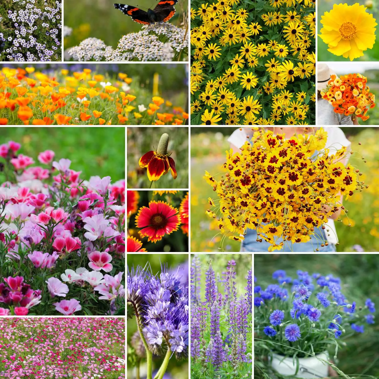bulk-bird-butterfly-wildflower-seed-mix Bulk Bird & Butterfly Wildflower Seed Mix