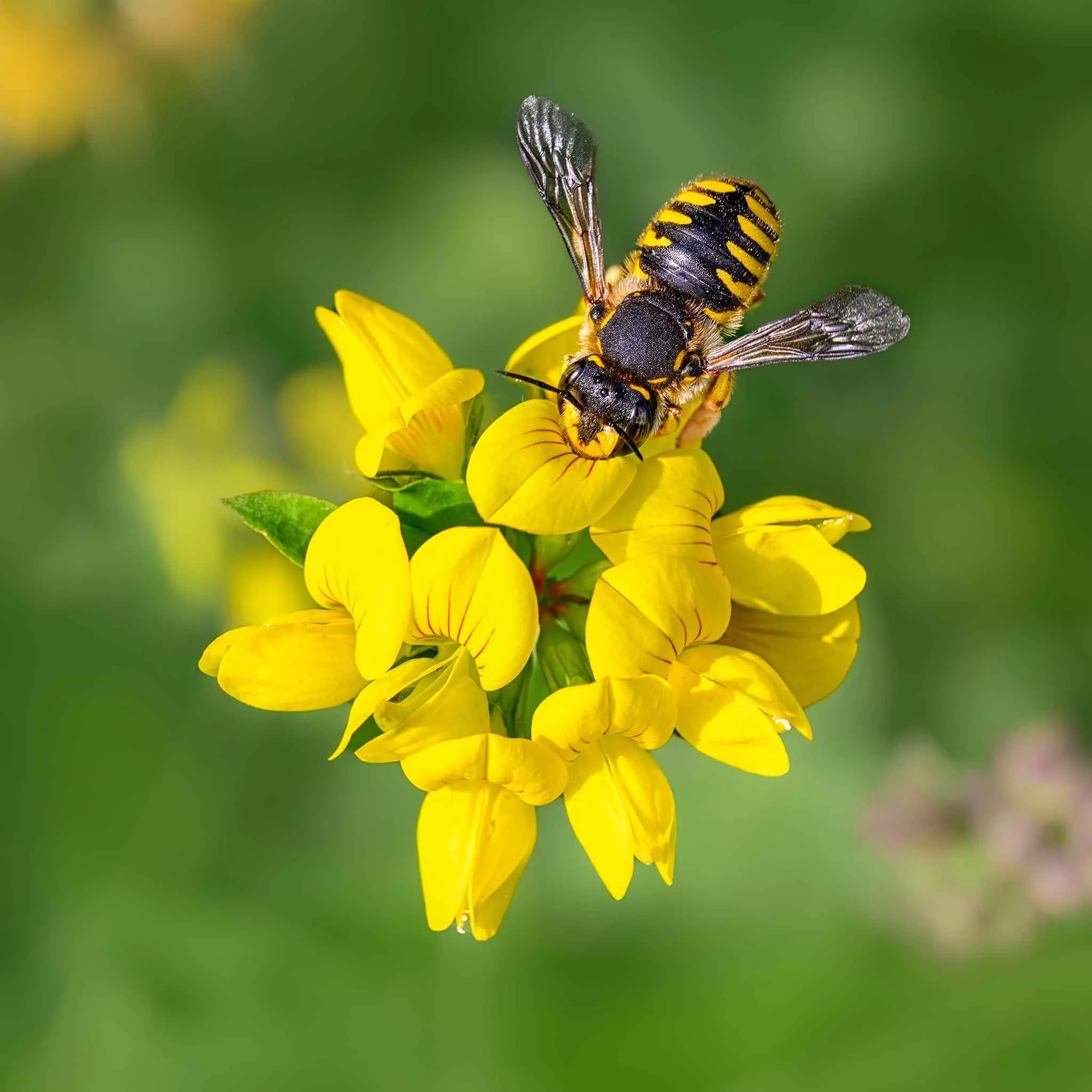 bulk-birdsfoot-trefoil-seeds Bulk Birdsfoot Trefoil Seeds