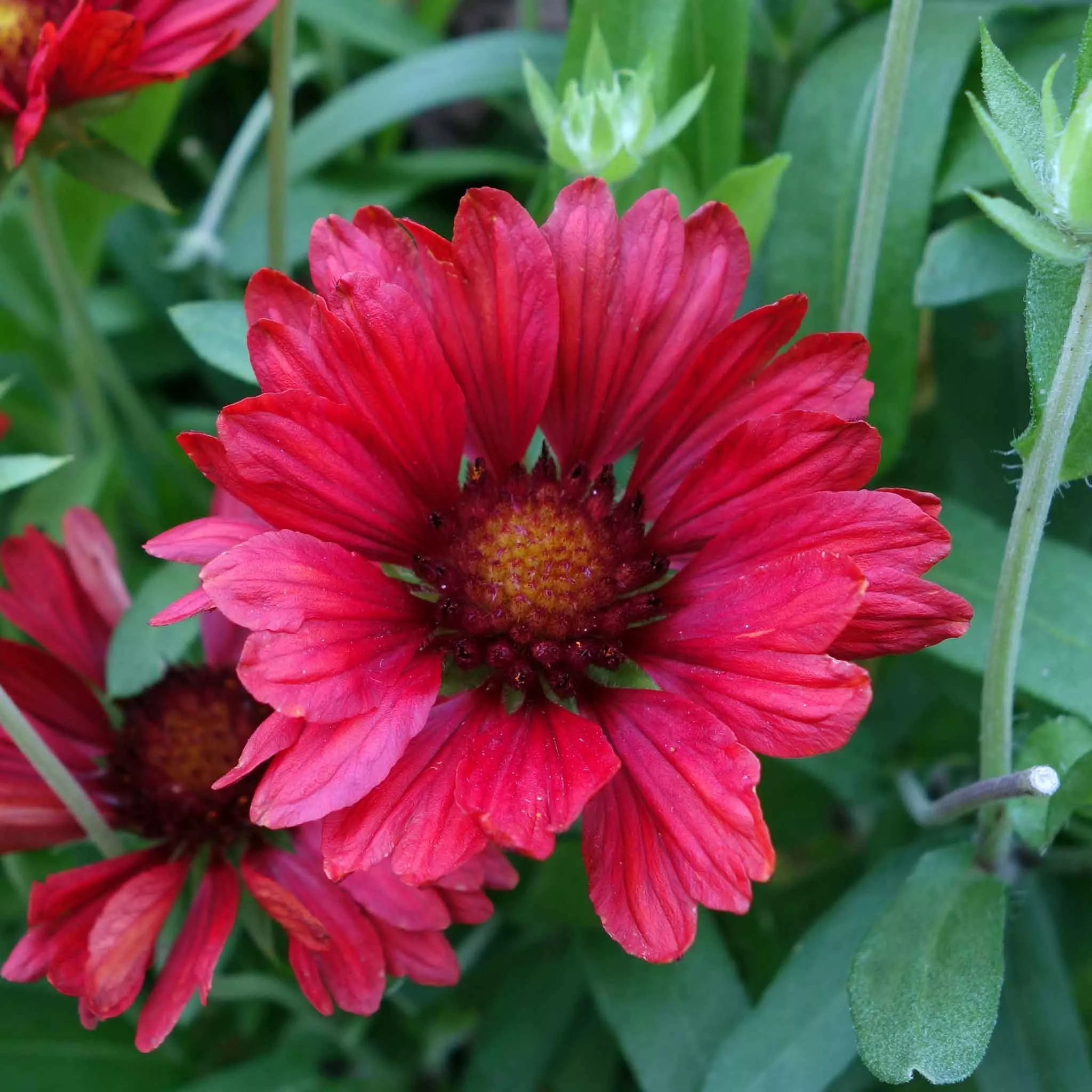 bulk-blanket-flower-seeds-burgundy Bulk Blanket Flower Seeds - Burgundy