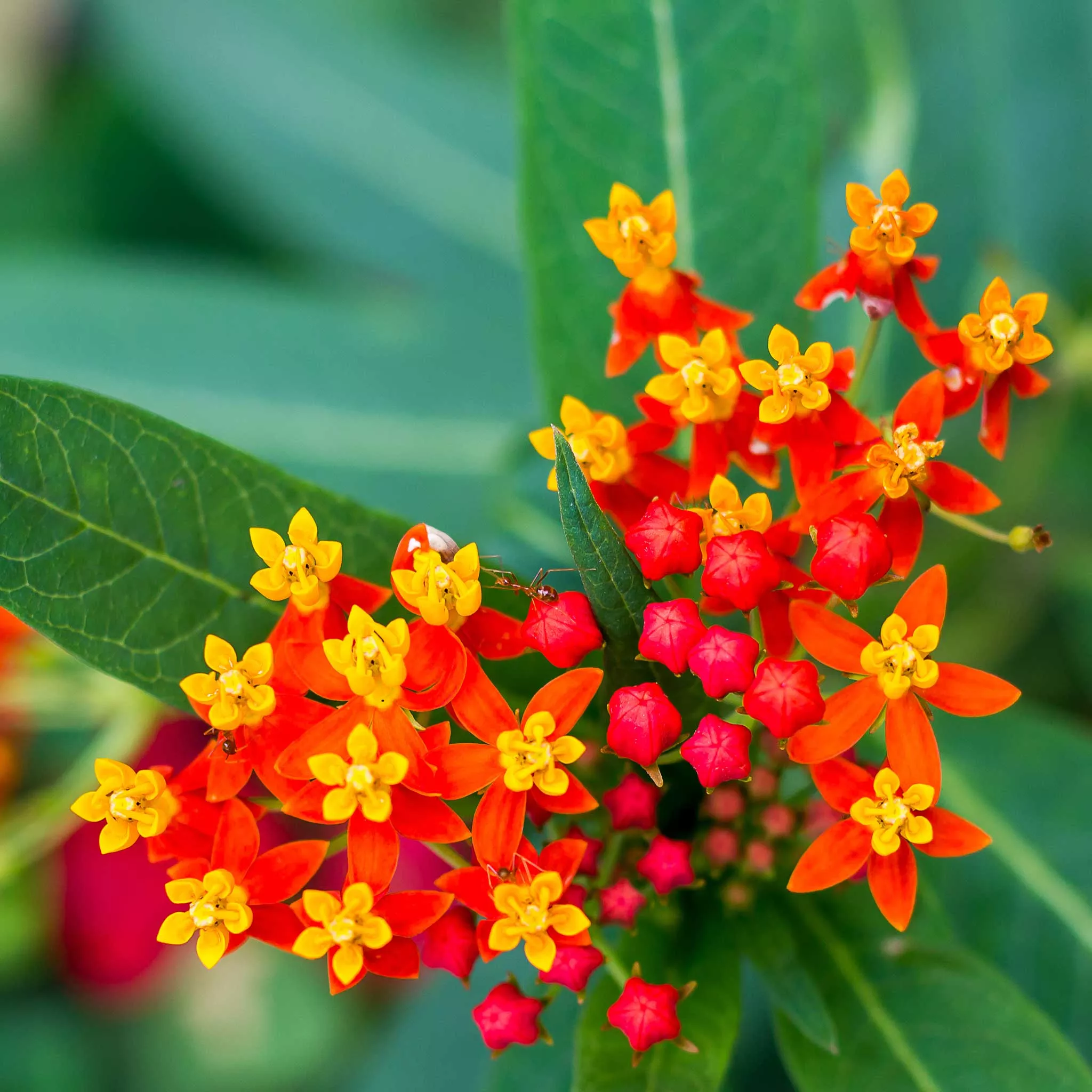 Bulk Bloodflower / Sunset Flower Seeds
