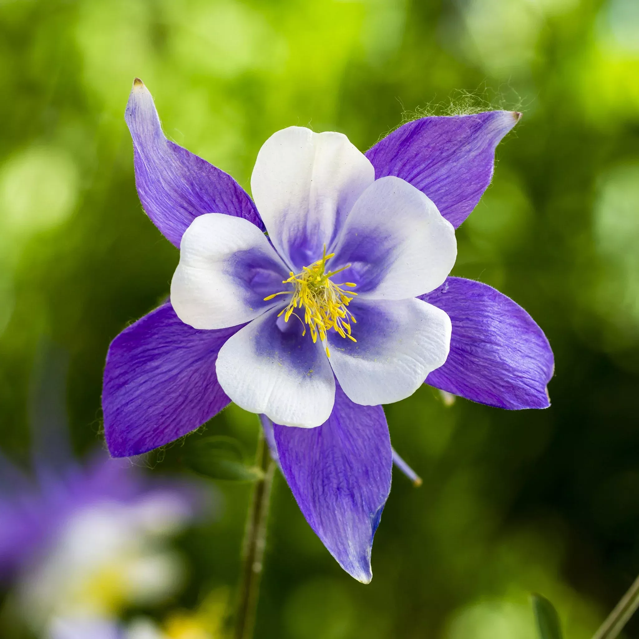 bulk-blue-columbine-seeds Bulk Blue Columbine Seeds