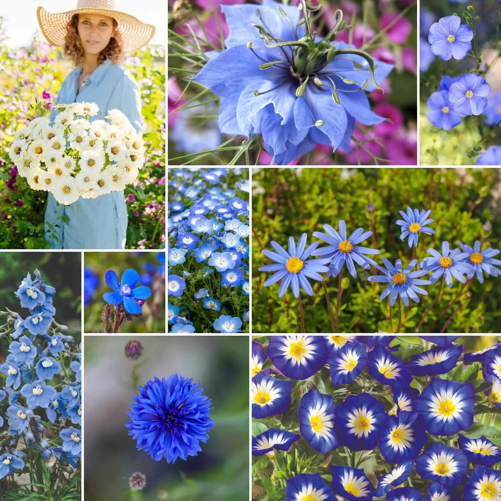 Bulk Blue Ribbon - Blue Flower Seed Mix