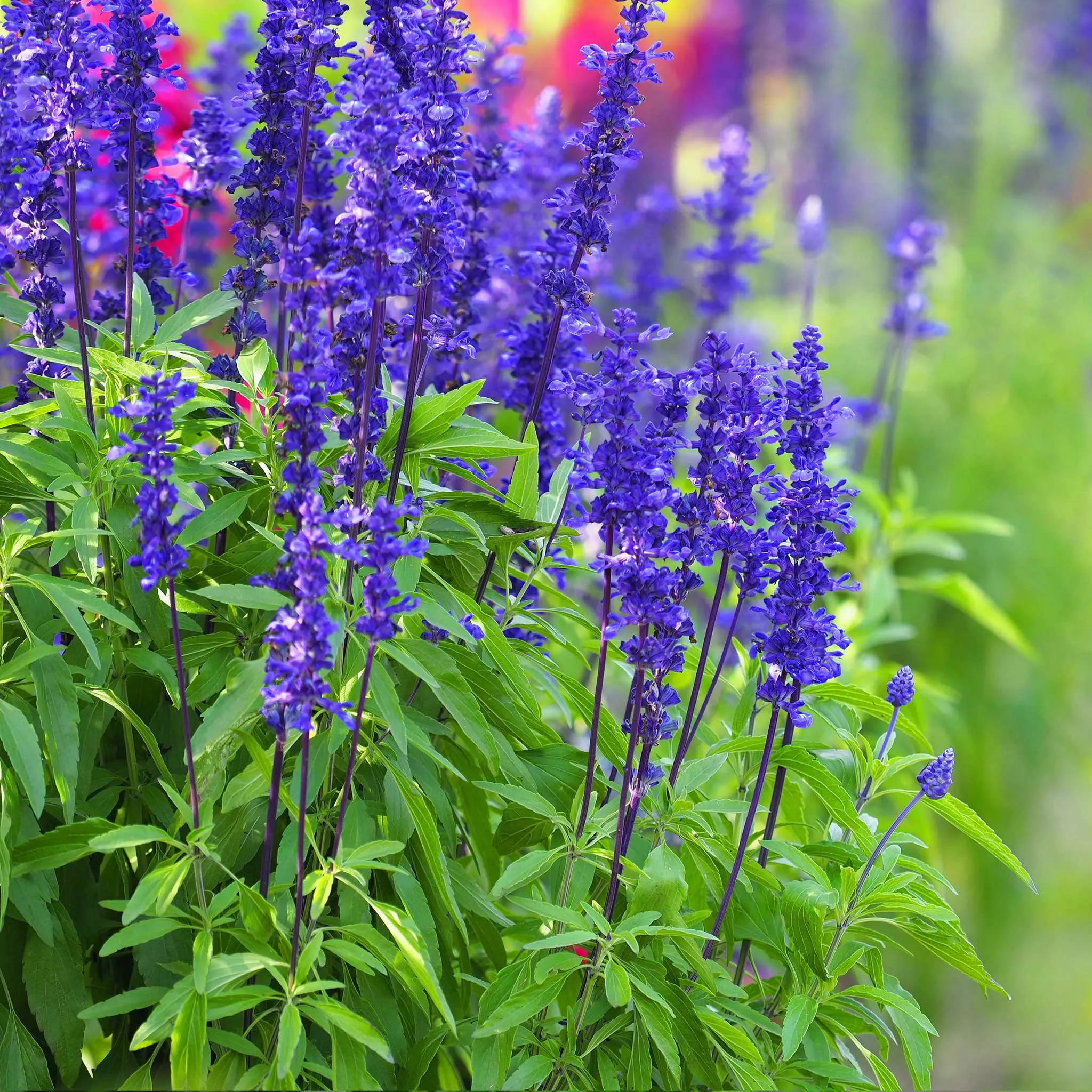 bulk-blue-sage-seeds Bulk Blue Sage Seeds