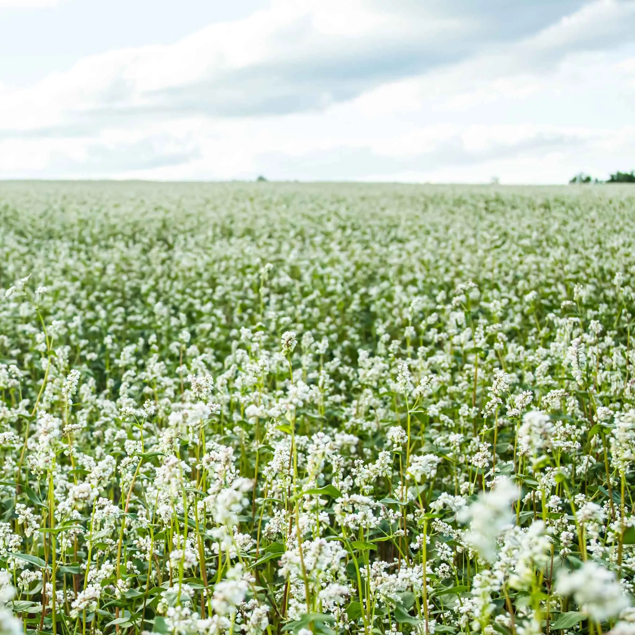 bulk-buckwheat-seeds Bulk Buckwheat Seeds