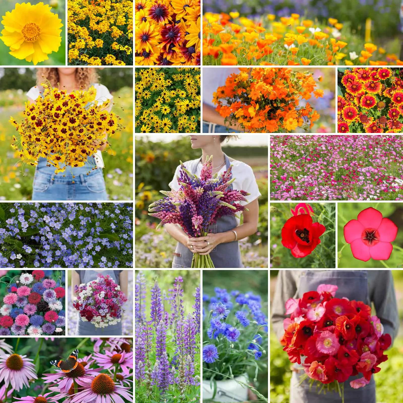 Bulk Burst Of Bloom Annual & Perennial Wildflower Seed Mix