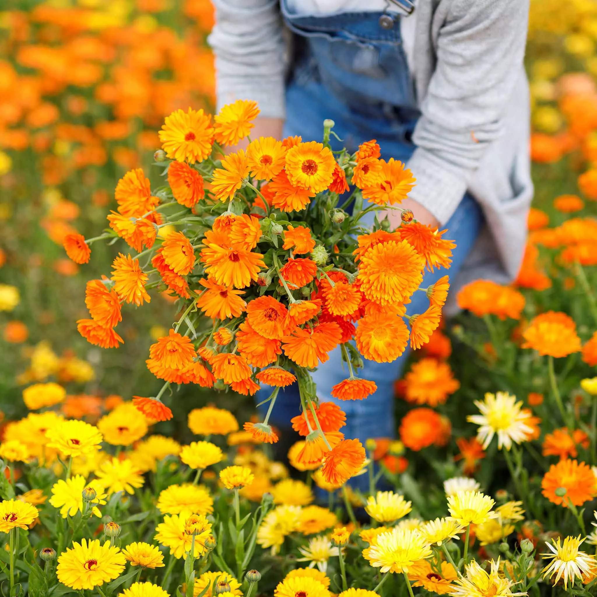 bulk-calendula-seeds-ball-s-improved-orange Bulk Calendula Seeds - Ball's Improved Orange