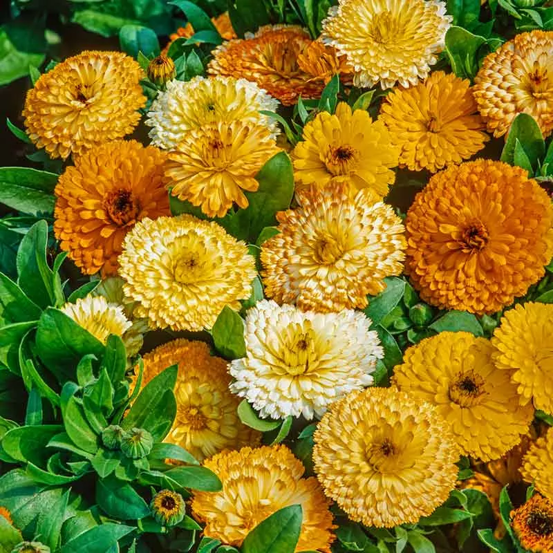 bulk-calendula-seeds-dwarf-fiesta-gitana Bulk Calendula Seeds (Dwarf) - Fiesta Gitana