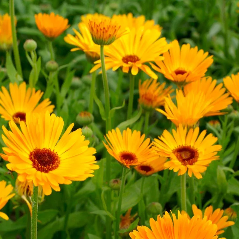 Bulk Calendula Seeds - Nova