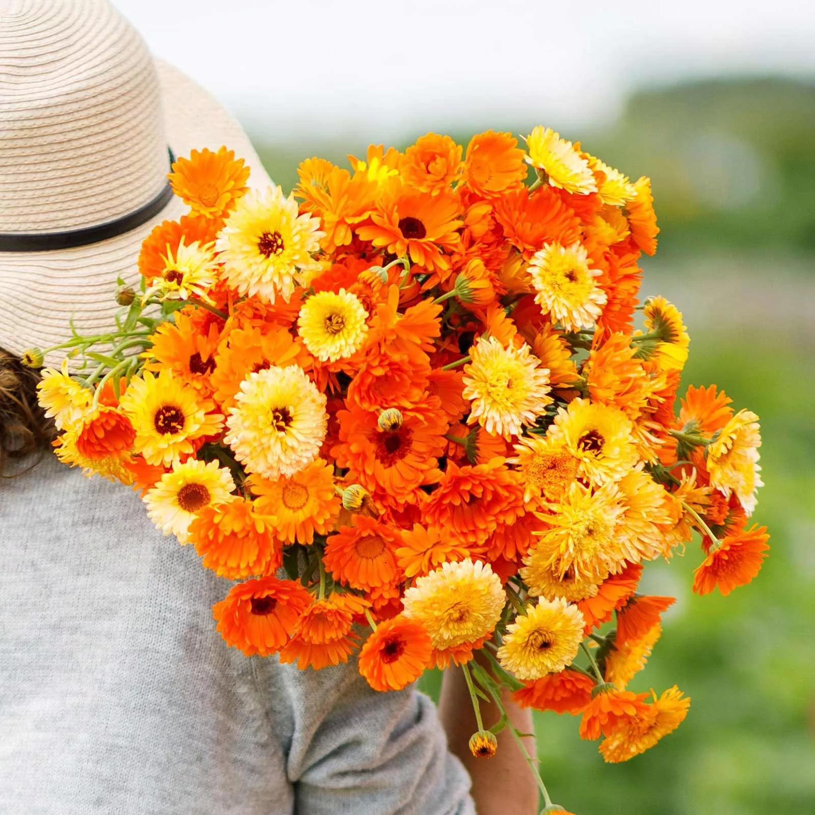 bulk-calendula-seeds-pacific-beauty-mix Bulk Calendula Seeds - Pacific Beauty Mix