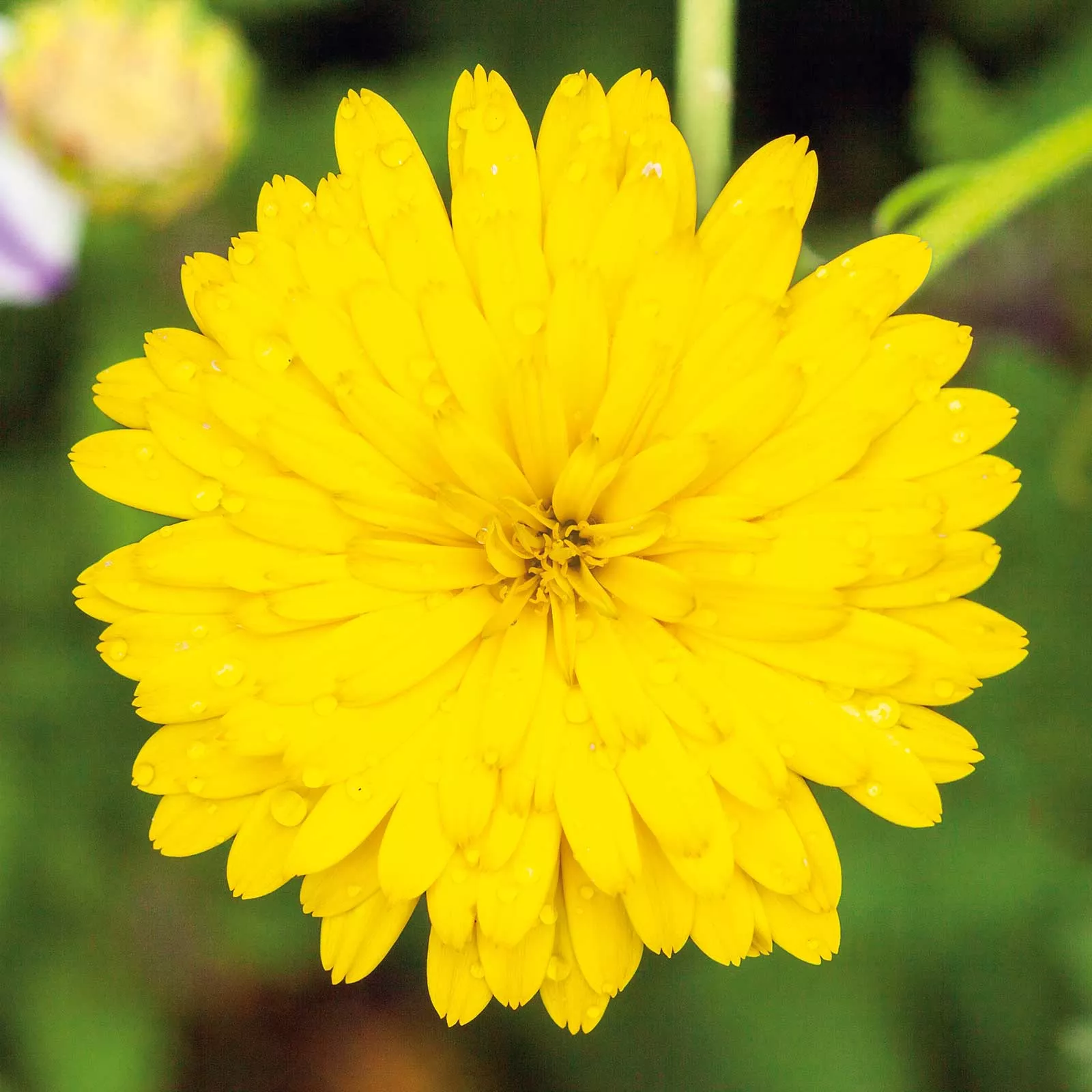 Bulk Calendula Seeds - Pacific Beauty Yellow