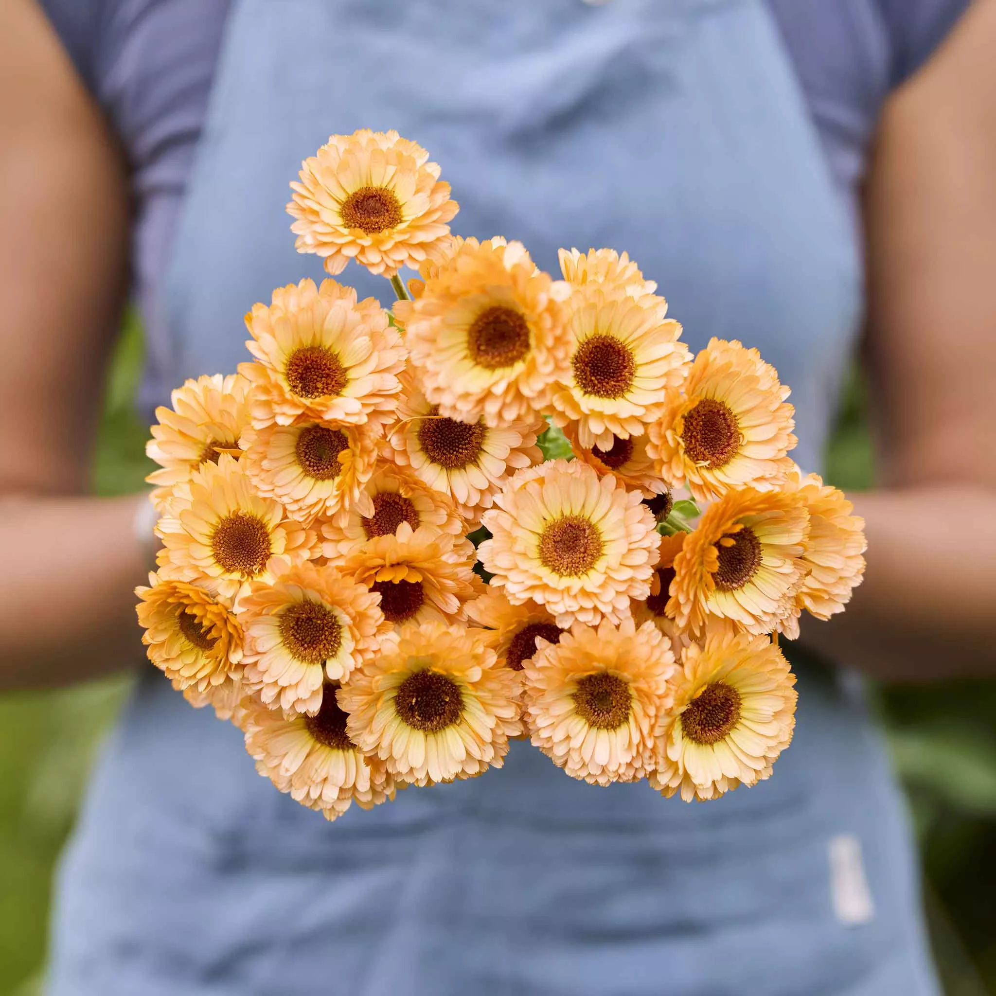 bulk-calendula-seeds-pink-surprise Bulk Calendula Seeds - Pink Surprise