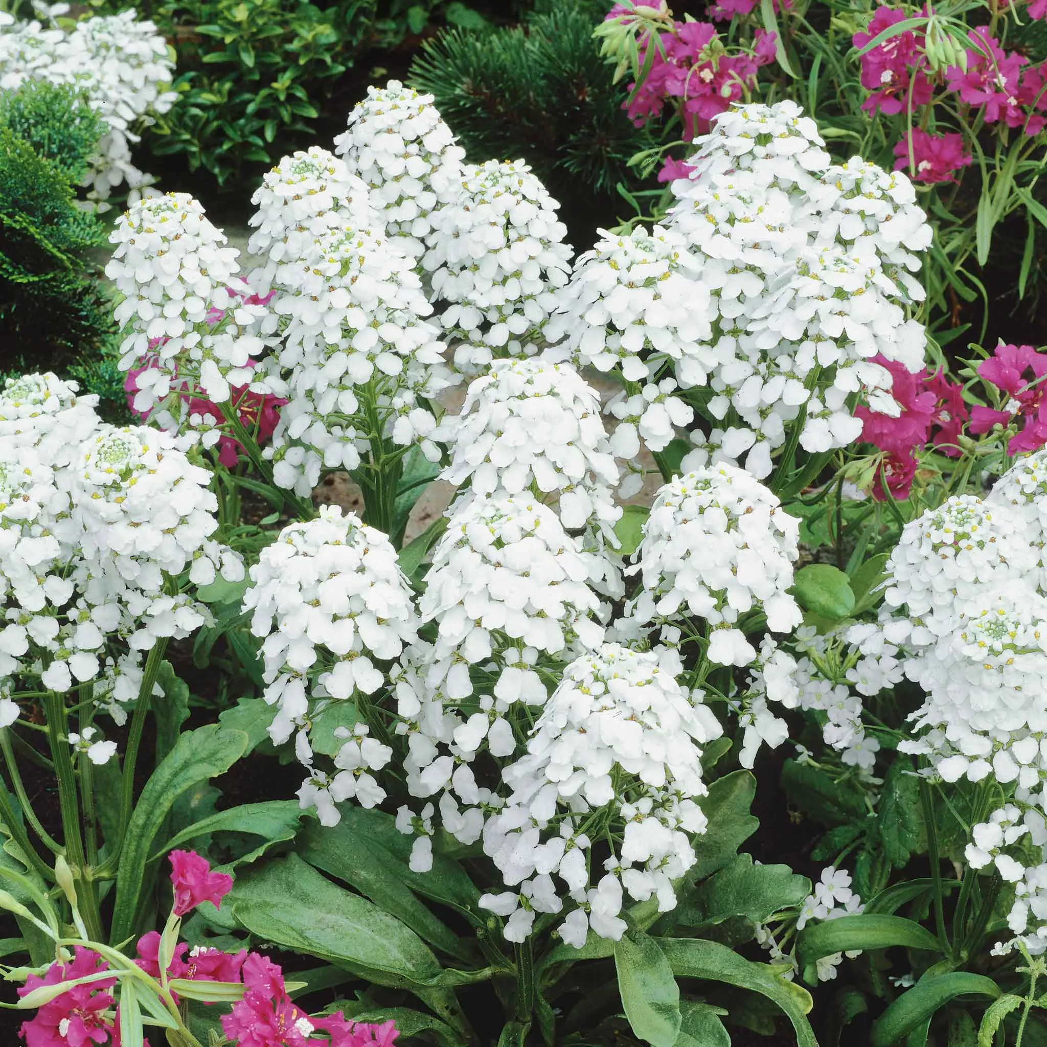 bulk-candytuft-seeds-empress Bulk Candytuft Seeds - Empress