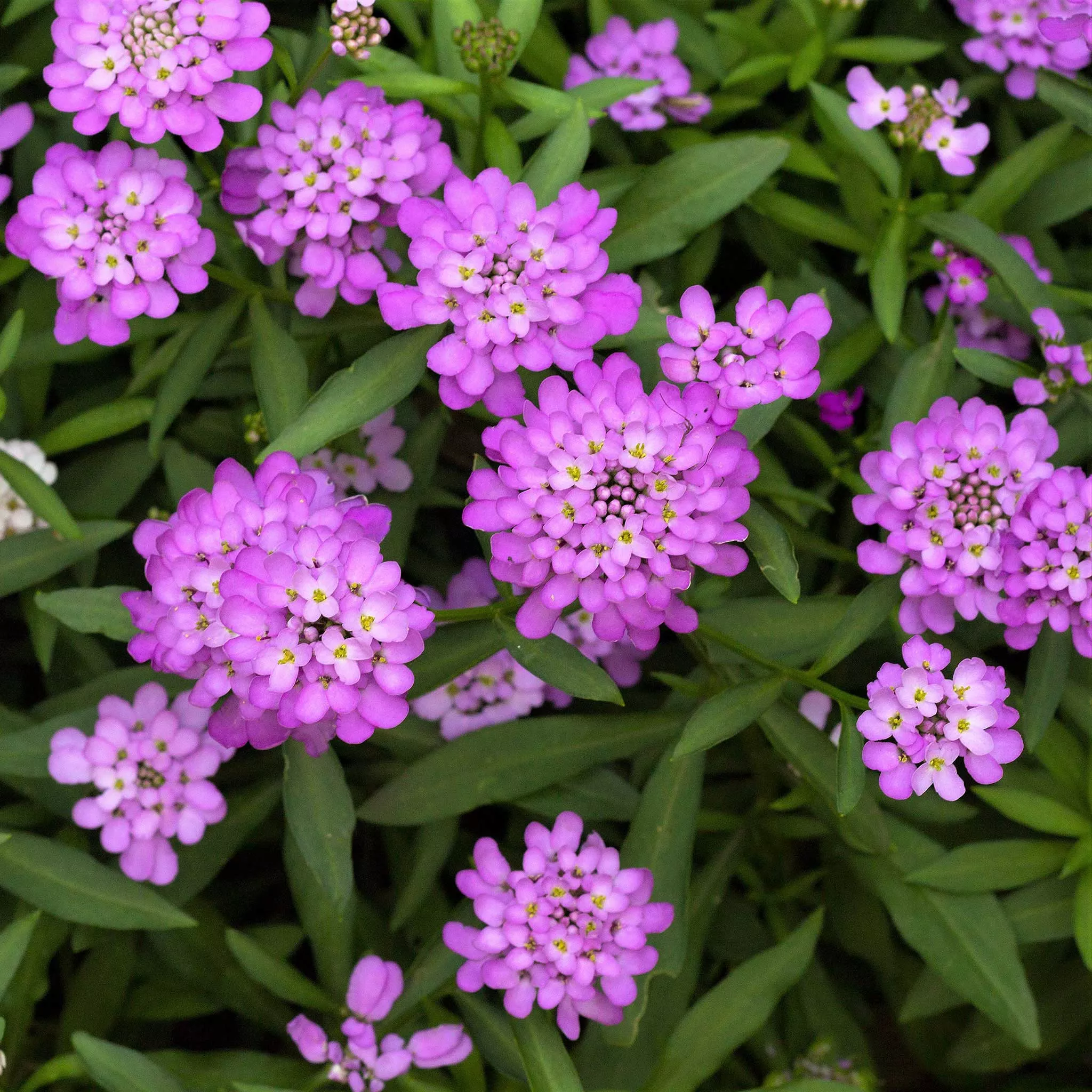 Bulk Candytuft Seeds - Rose Cardinal