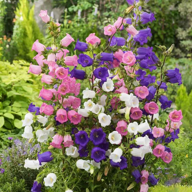 Bulk Canterbury Bells Seeds - Mixed