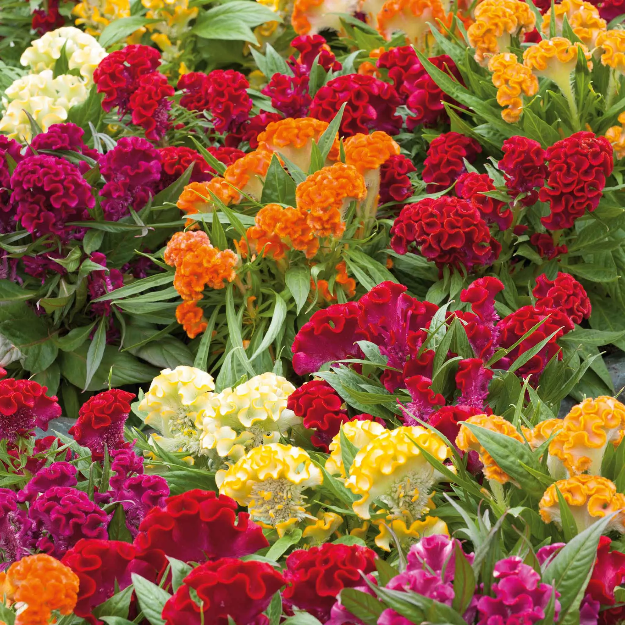 Bulk Celosia Seeds - Cristata Dwarf Mix